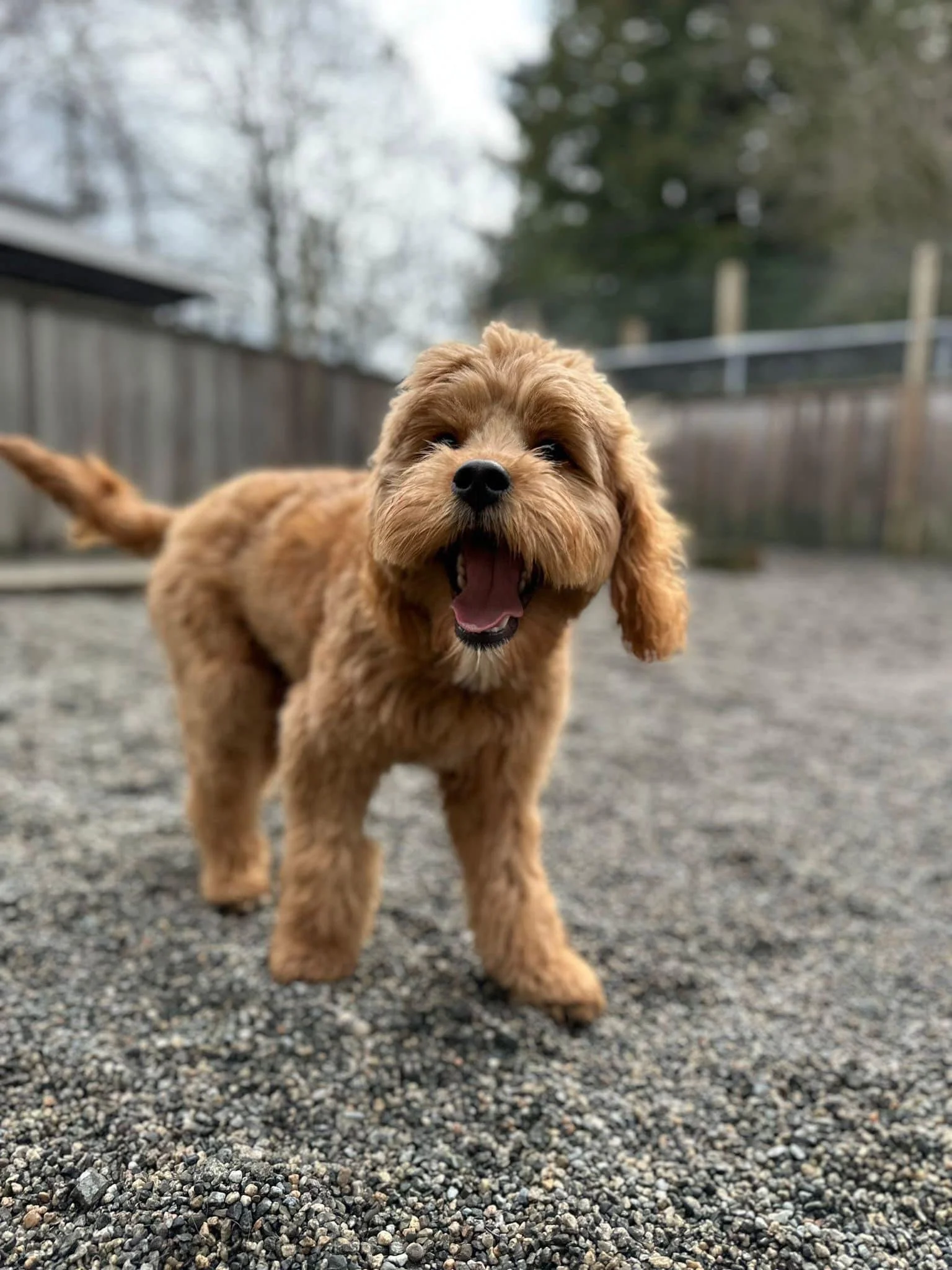 Vacation-Ready Dogs: Pre-Boarding Checklist for Port Coquitlam Owners