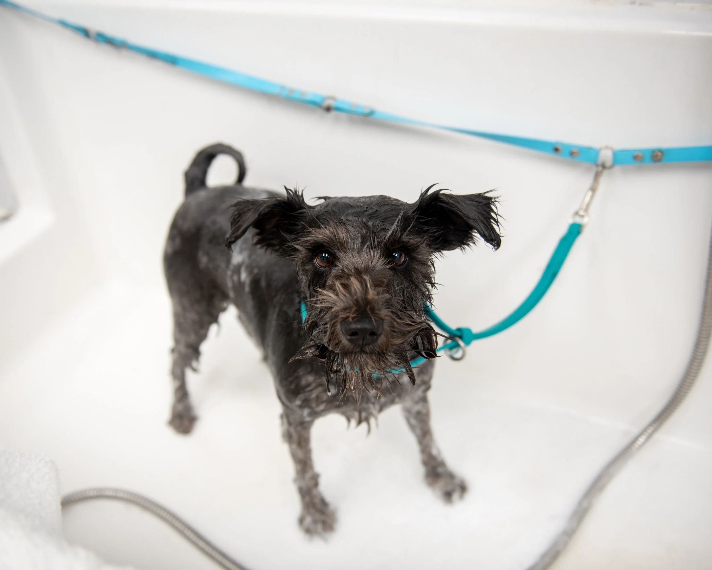 Your Guide to the Best Dog Grooming in Vancouver
