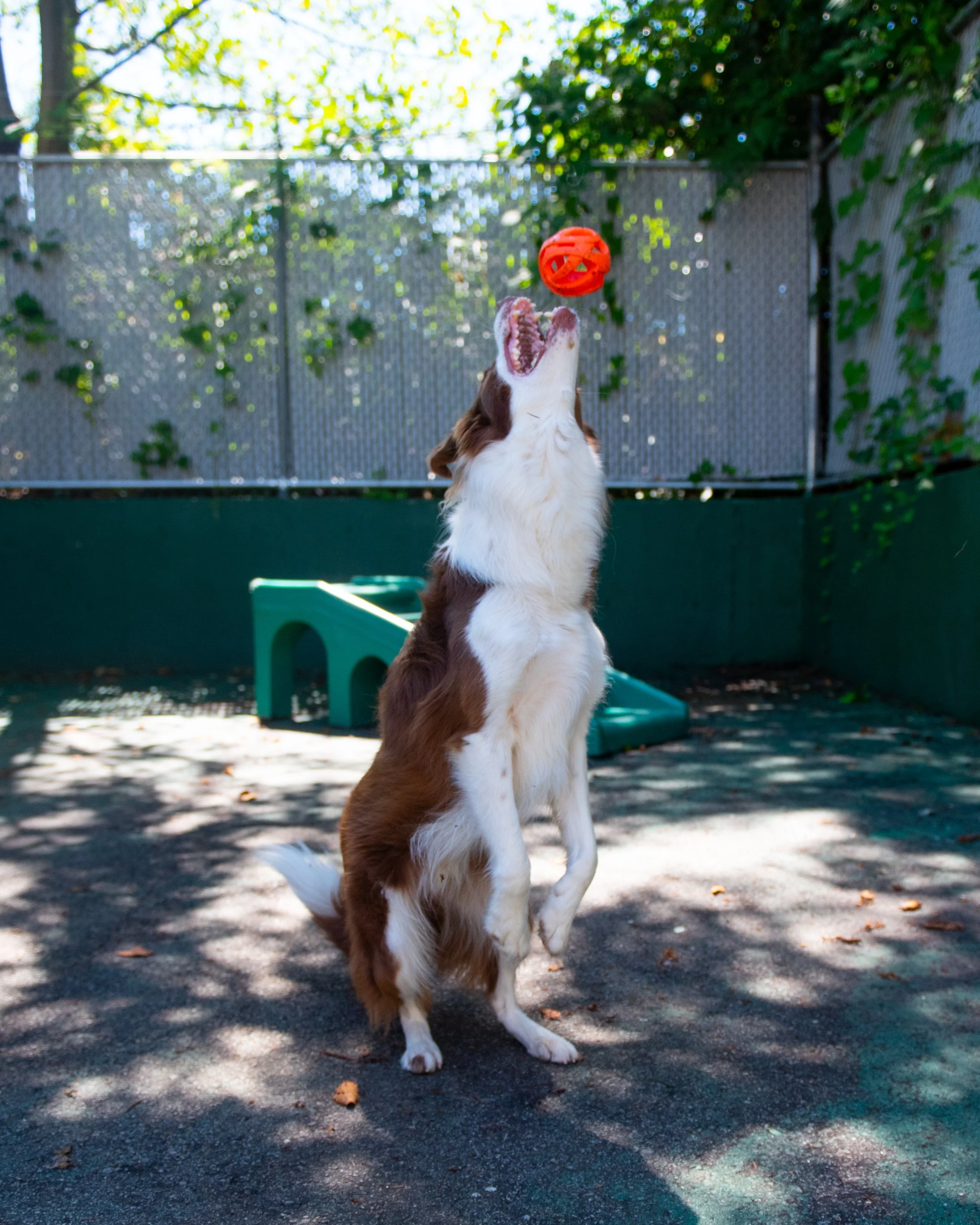 How to Choose a Professional Dog Trainer in Port Moody