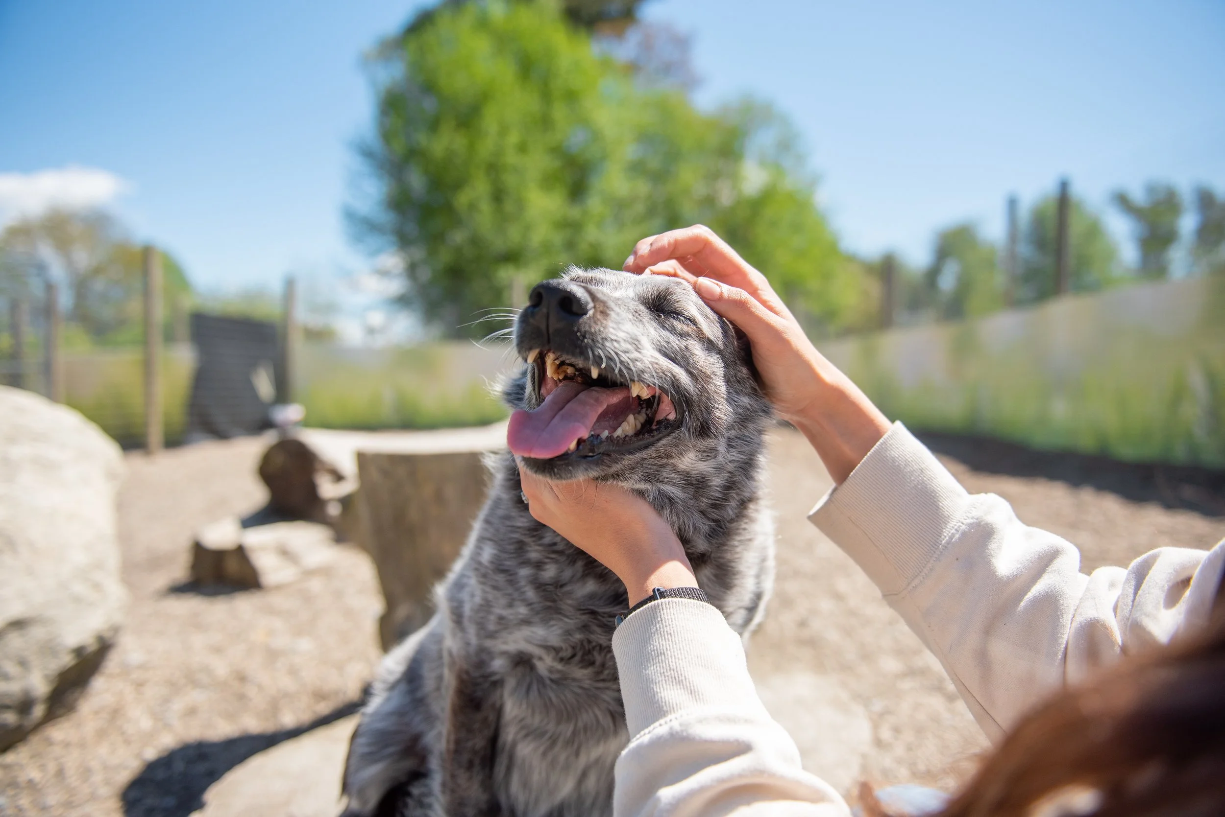 Senior Dog Boarding and Daycare in Port Coquitlam You Can Trust