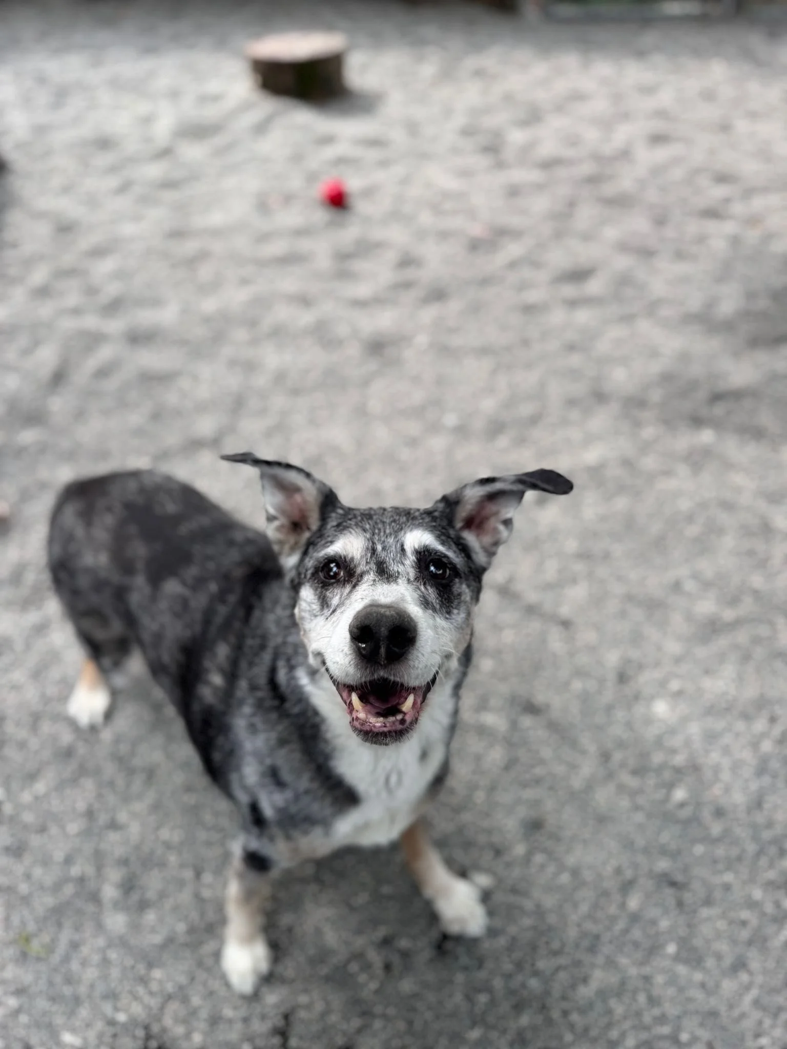 Helping Your Dog Through Separation Anxiety in the Tri-Cities