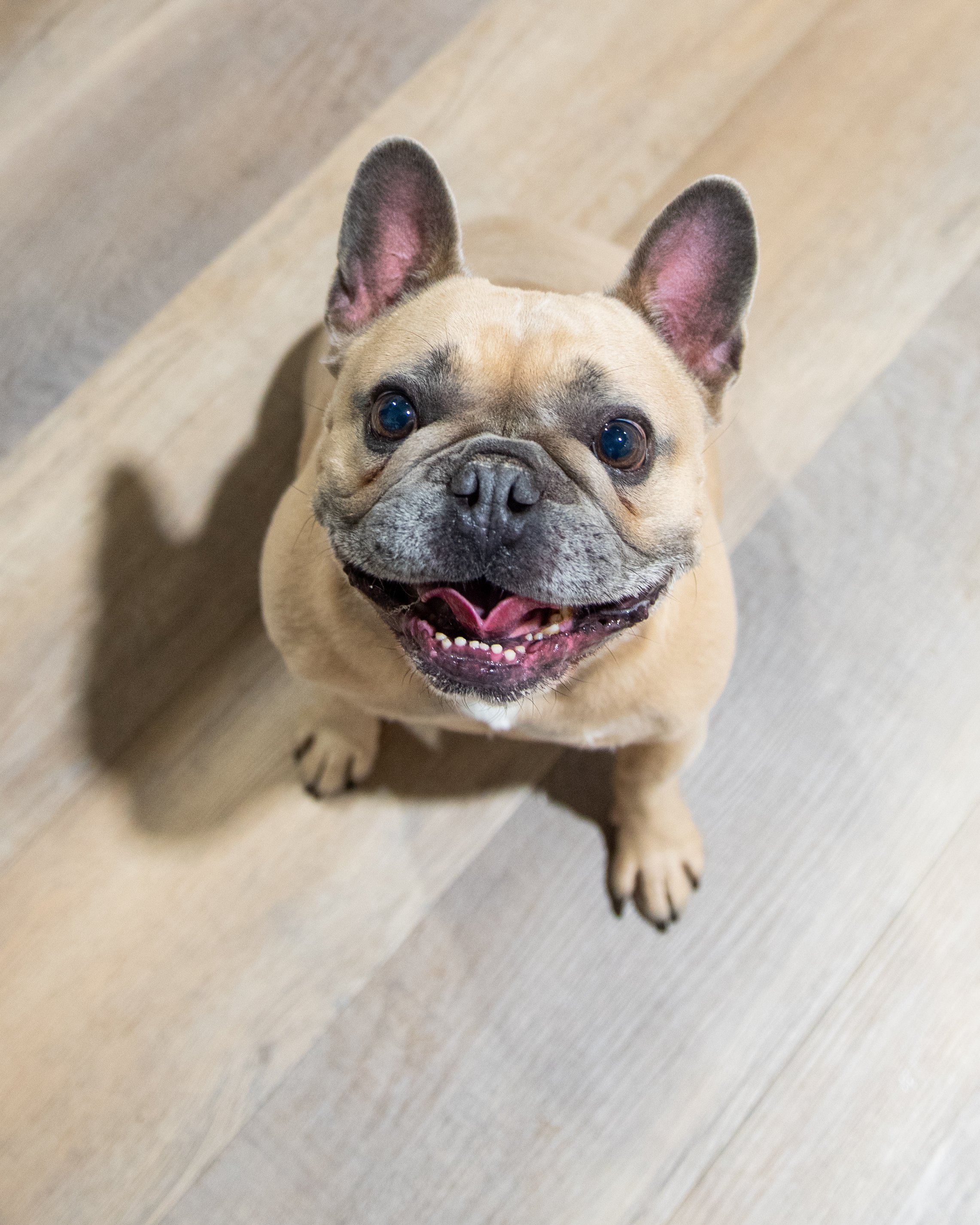 What Is Fear-Free Dog Grooming at Good Dog’s Tri-Cities Salon