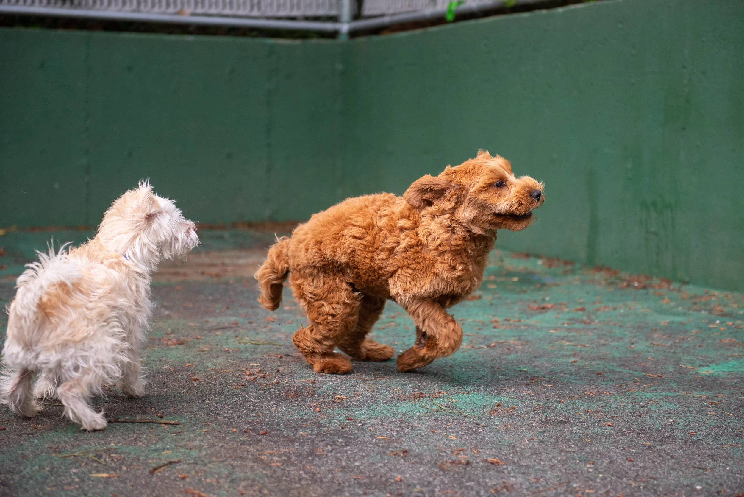 New Puppy Owner’s Guide to Port Coquitlam and Port Moody