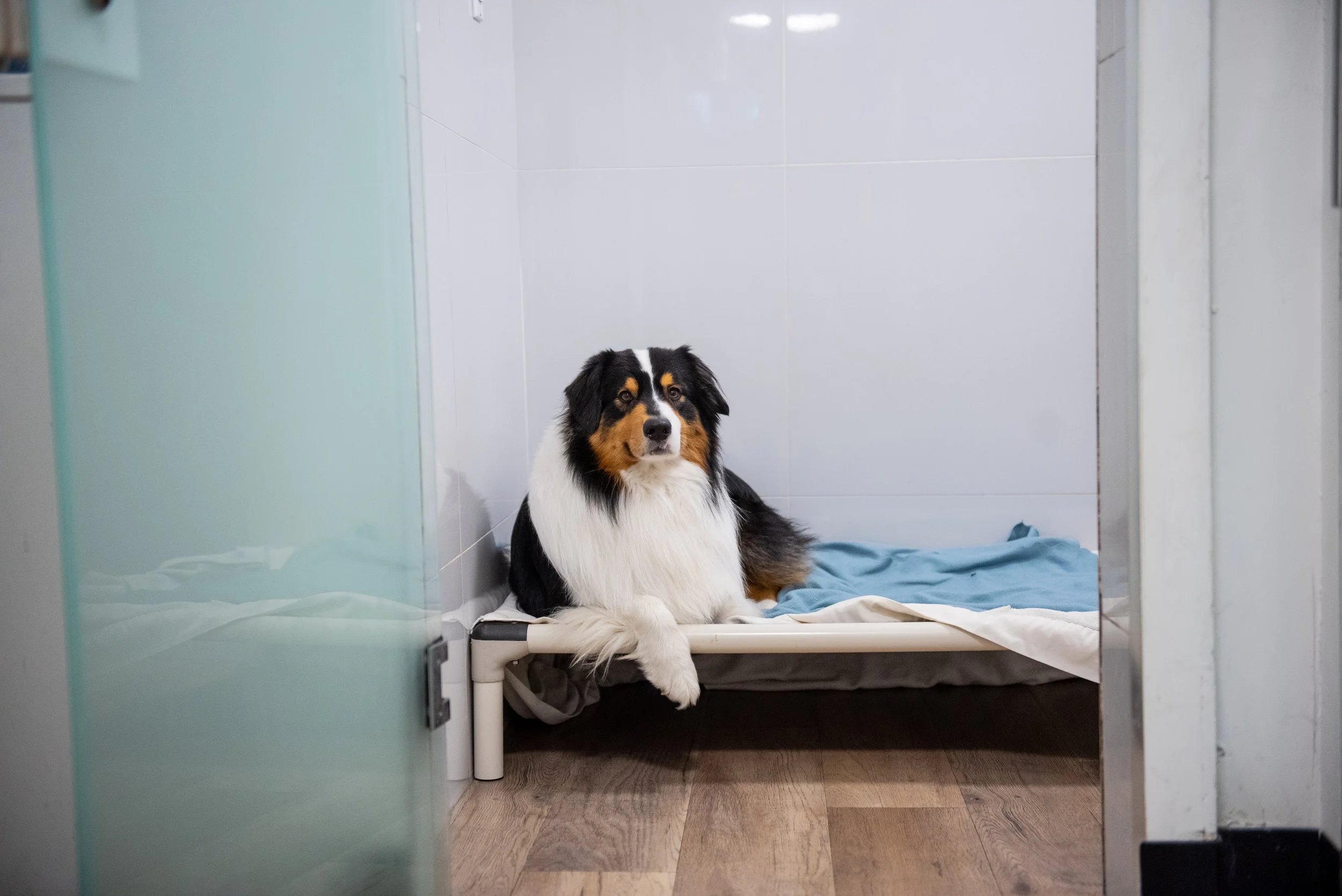 Dog Daycare Vs Dog Walker in Port Coquitlam: How to Decide