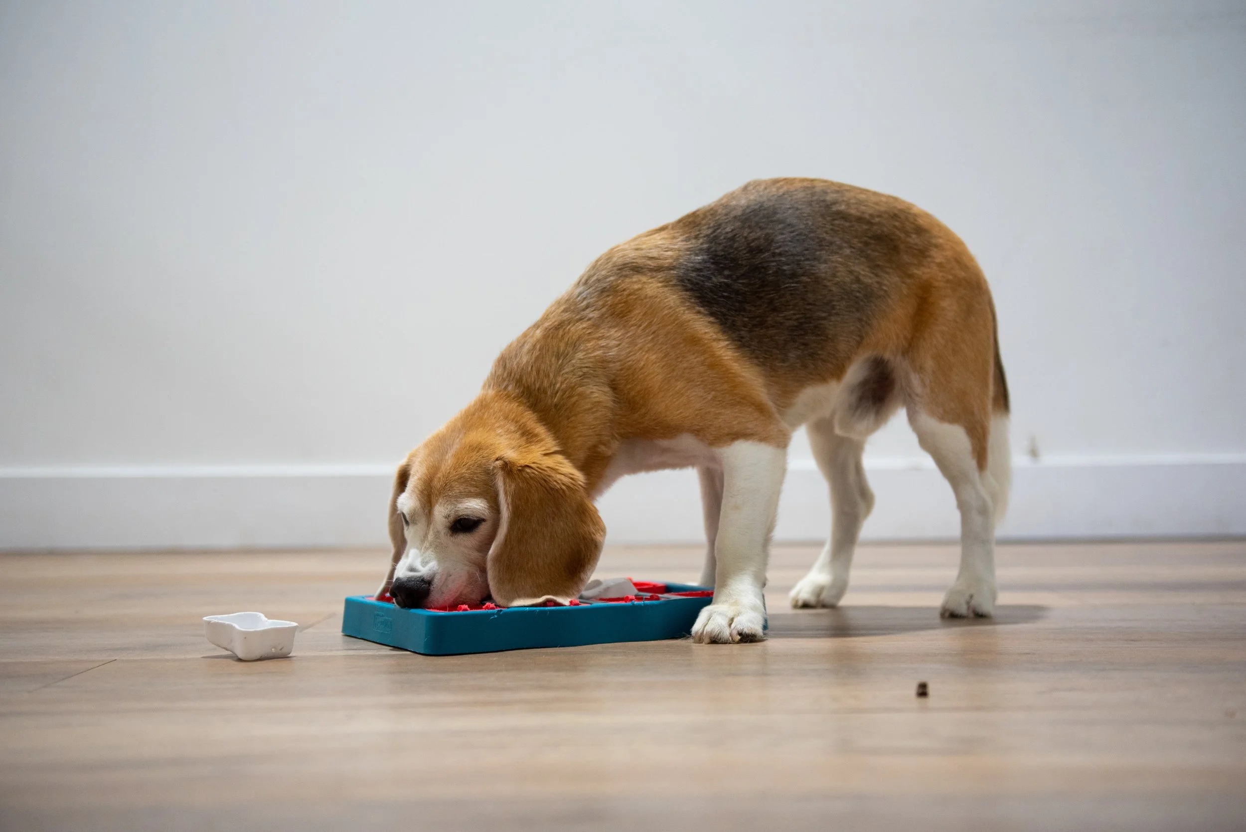 Why Enrichment-Based Dog Daycare Matters in Port Moody