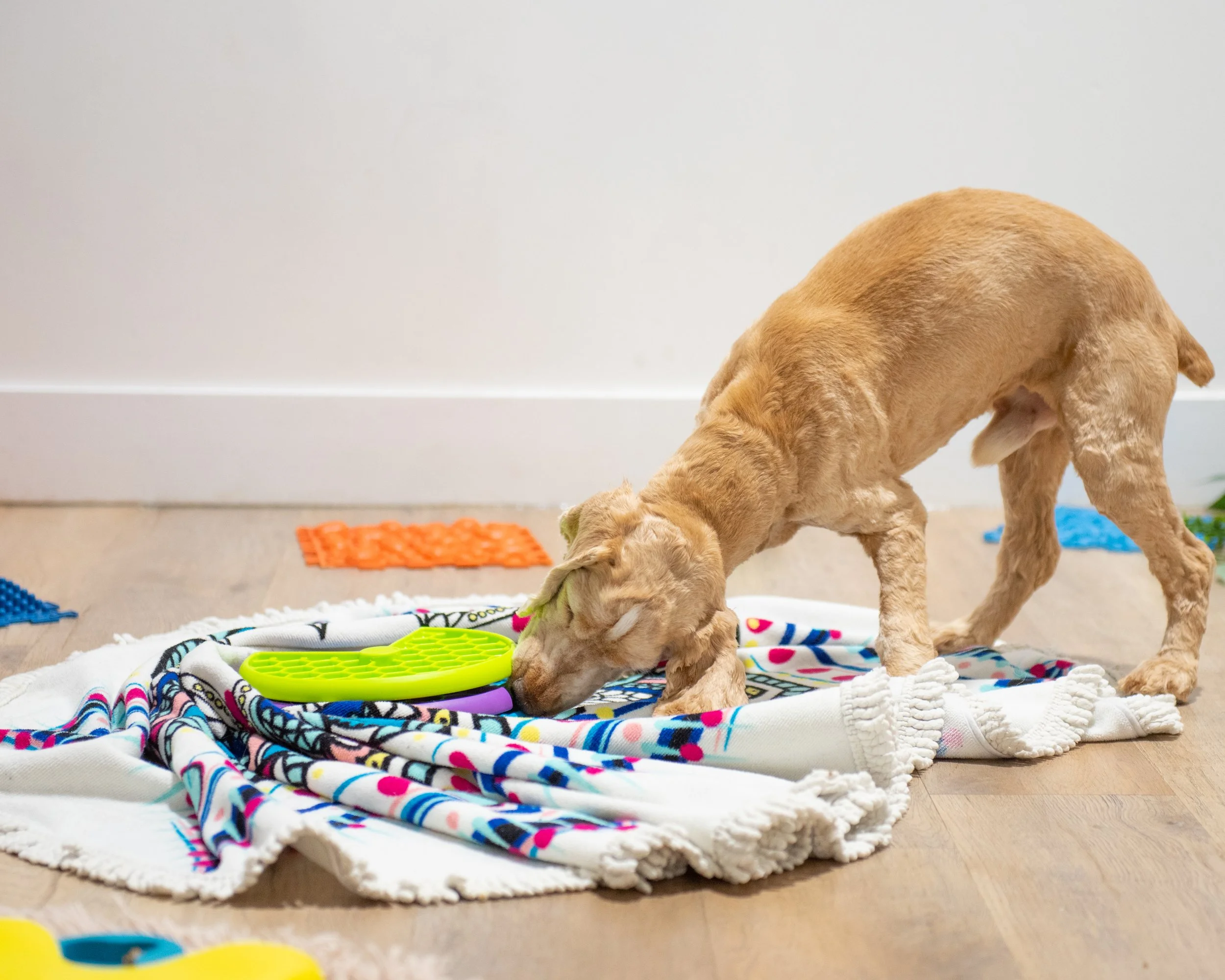 Vacation Boarding vs. Pet Sitters for Tri-Cities Dogs