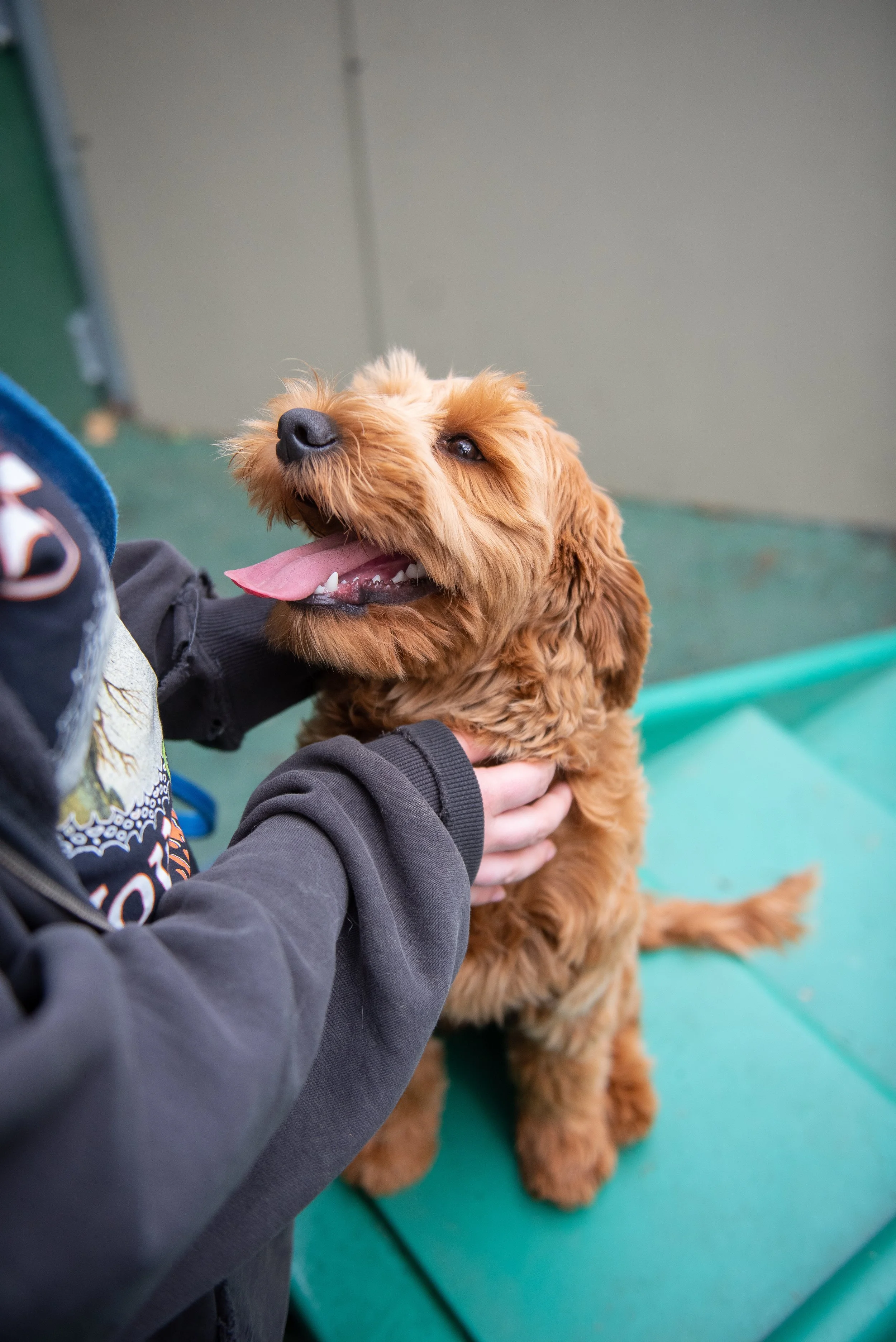 First-Time Dog Boarding in Port Coquitlam: Trial Stay Plan + Aftercare Tips