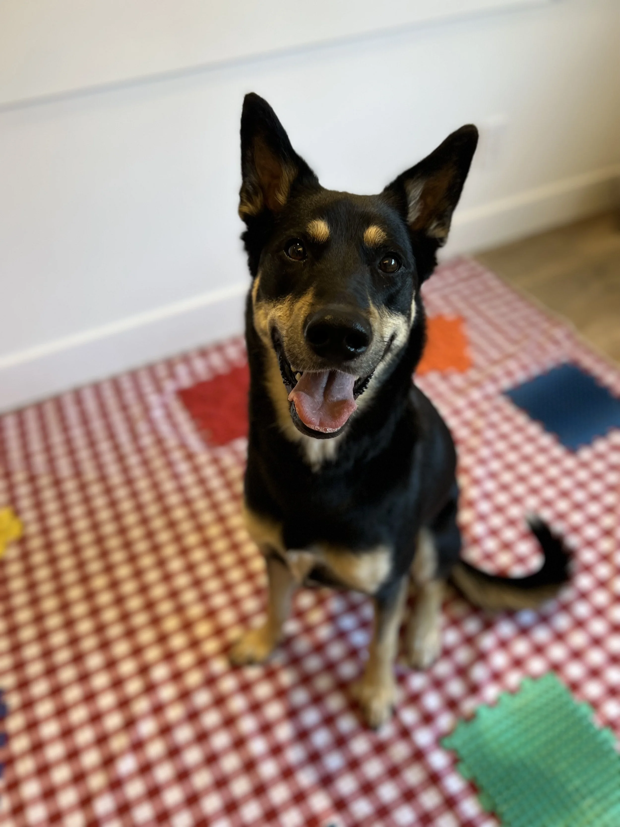 Raising a Confident City Puppy with Training in Port Moody