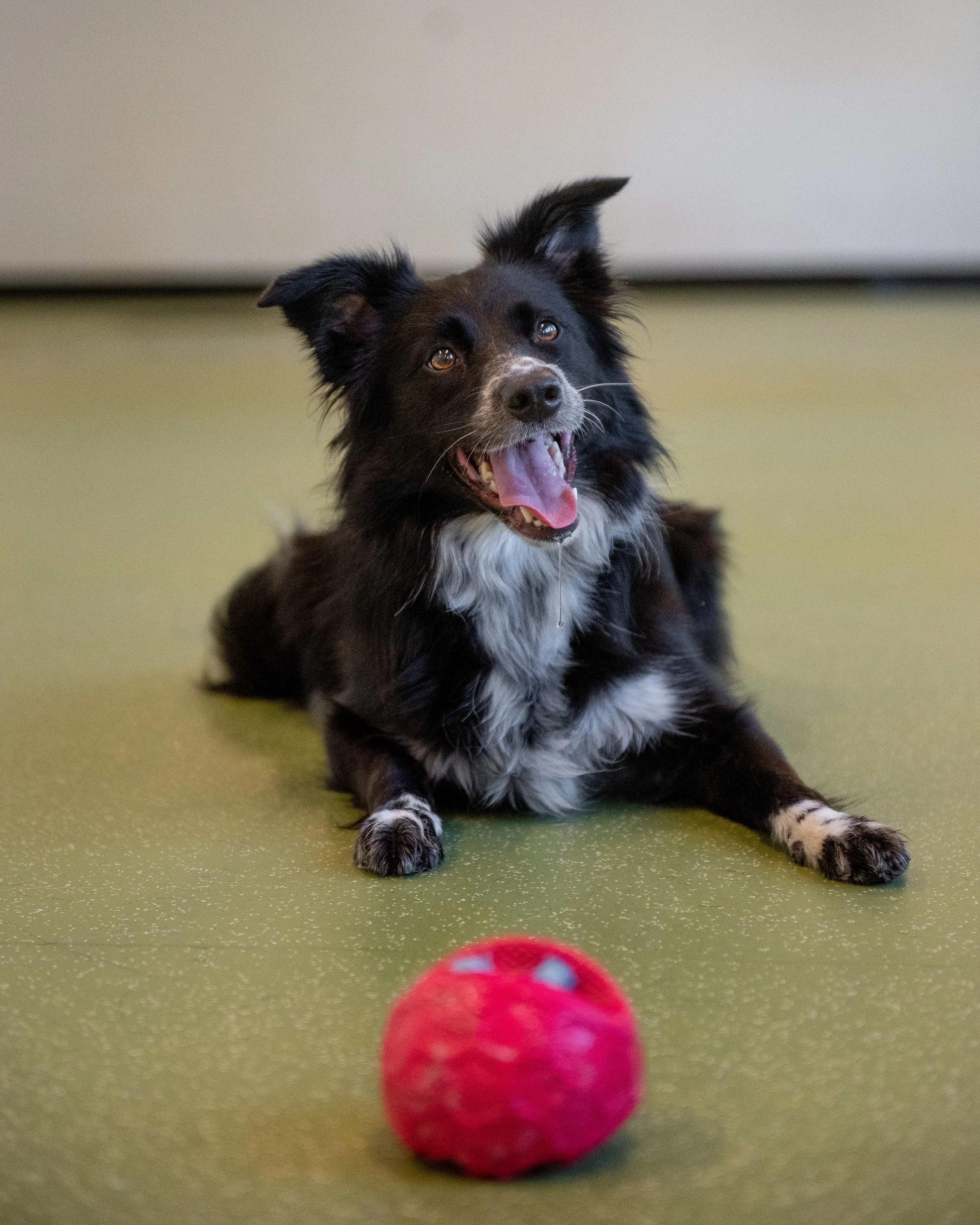 Summer Puppies and Daycare Routines in Port Moody