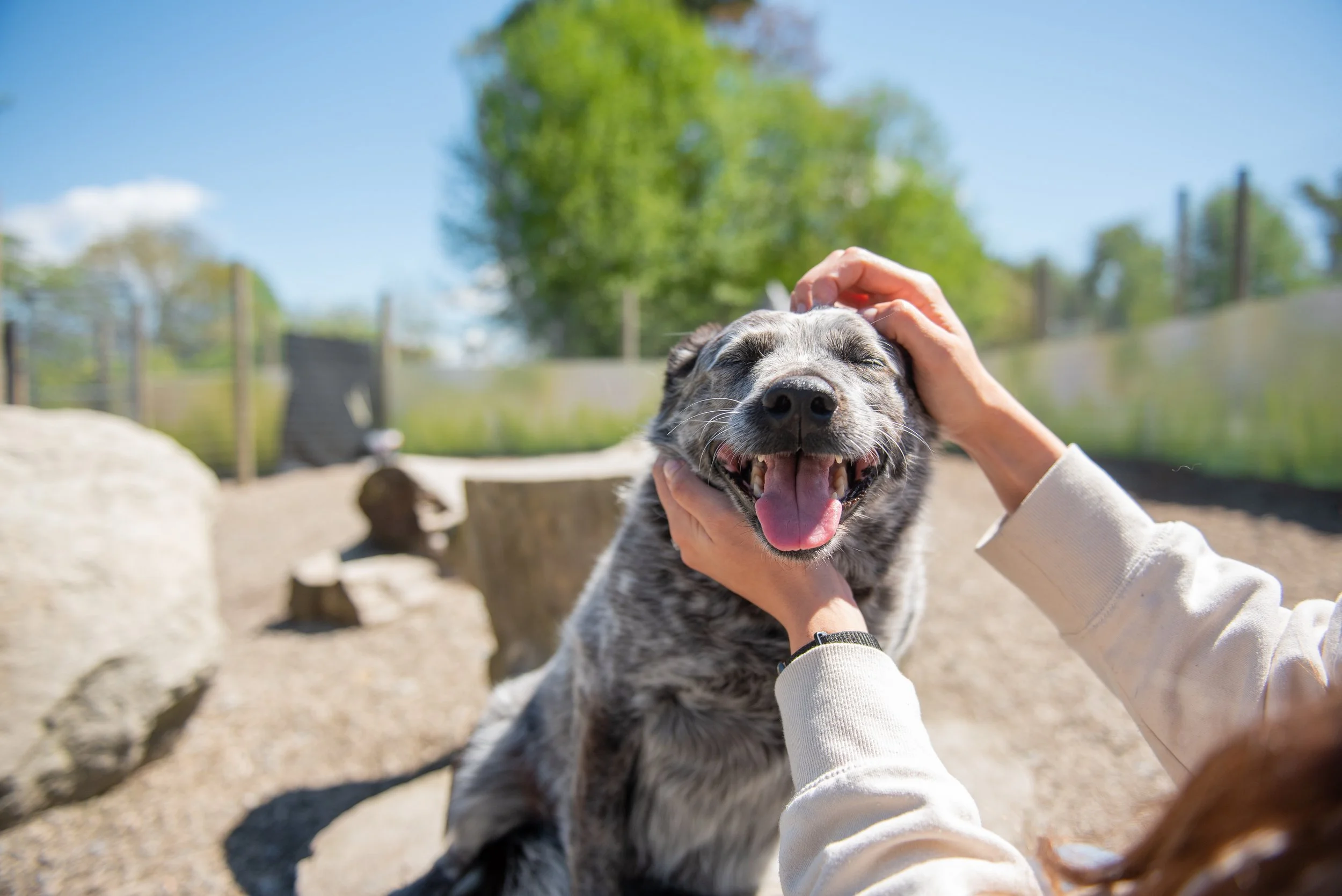 Summer Travel Plans and Dog Boarding in Port Coquitlam