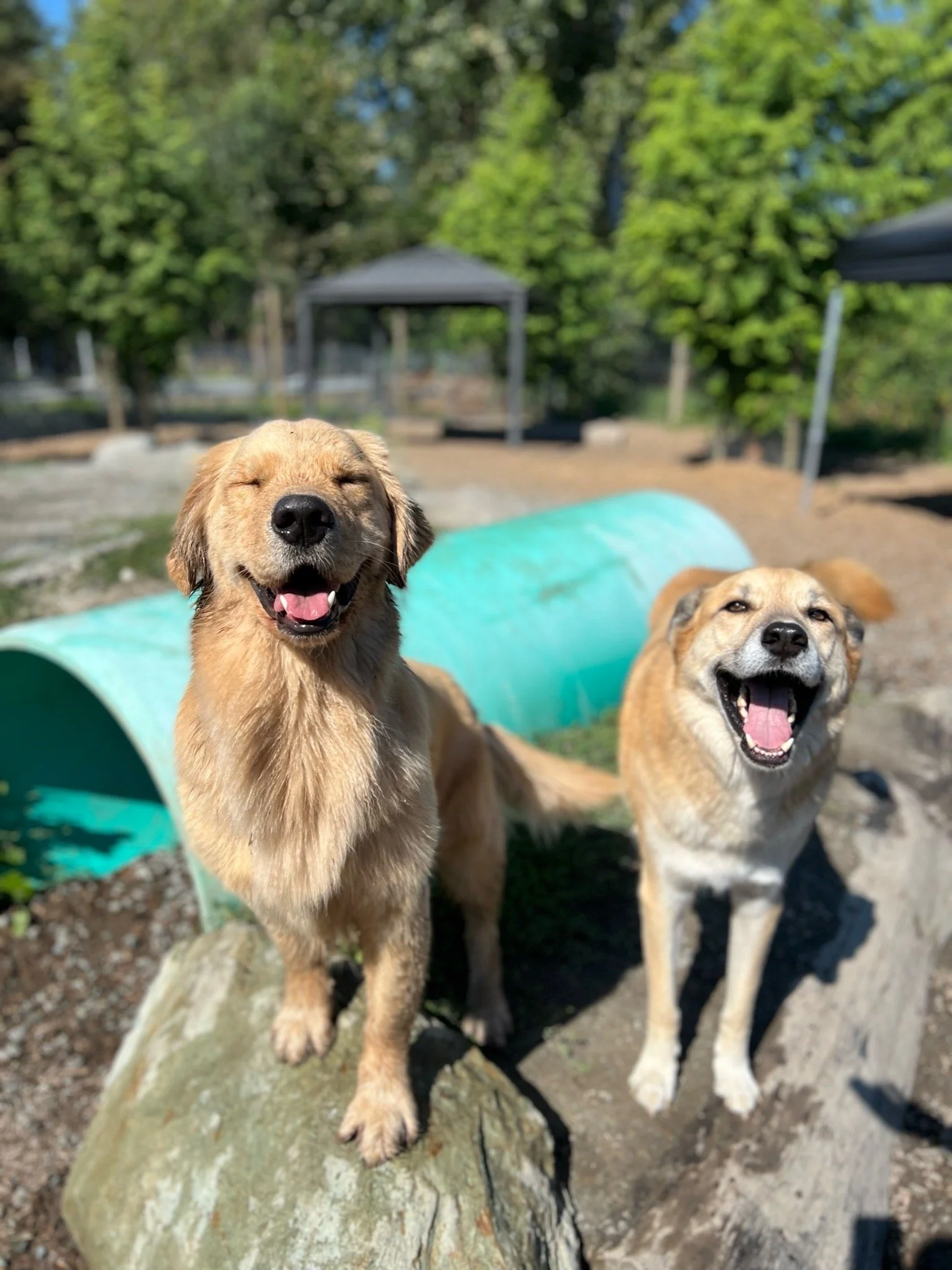 Is Vacation Dog Boarding in Port Coquitlam Right for Your Puppy?