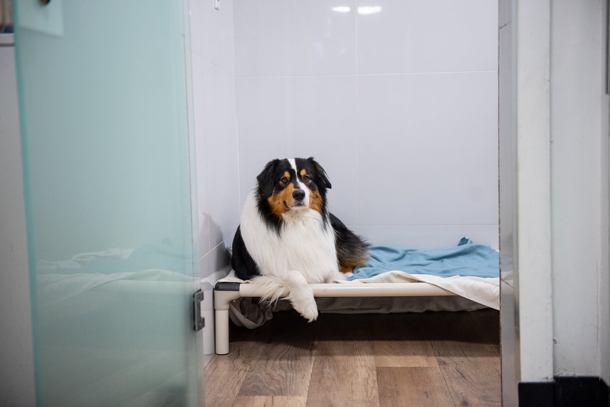 What Dog Boarding Vancouver Travellers Overlook Before Flying Out
