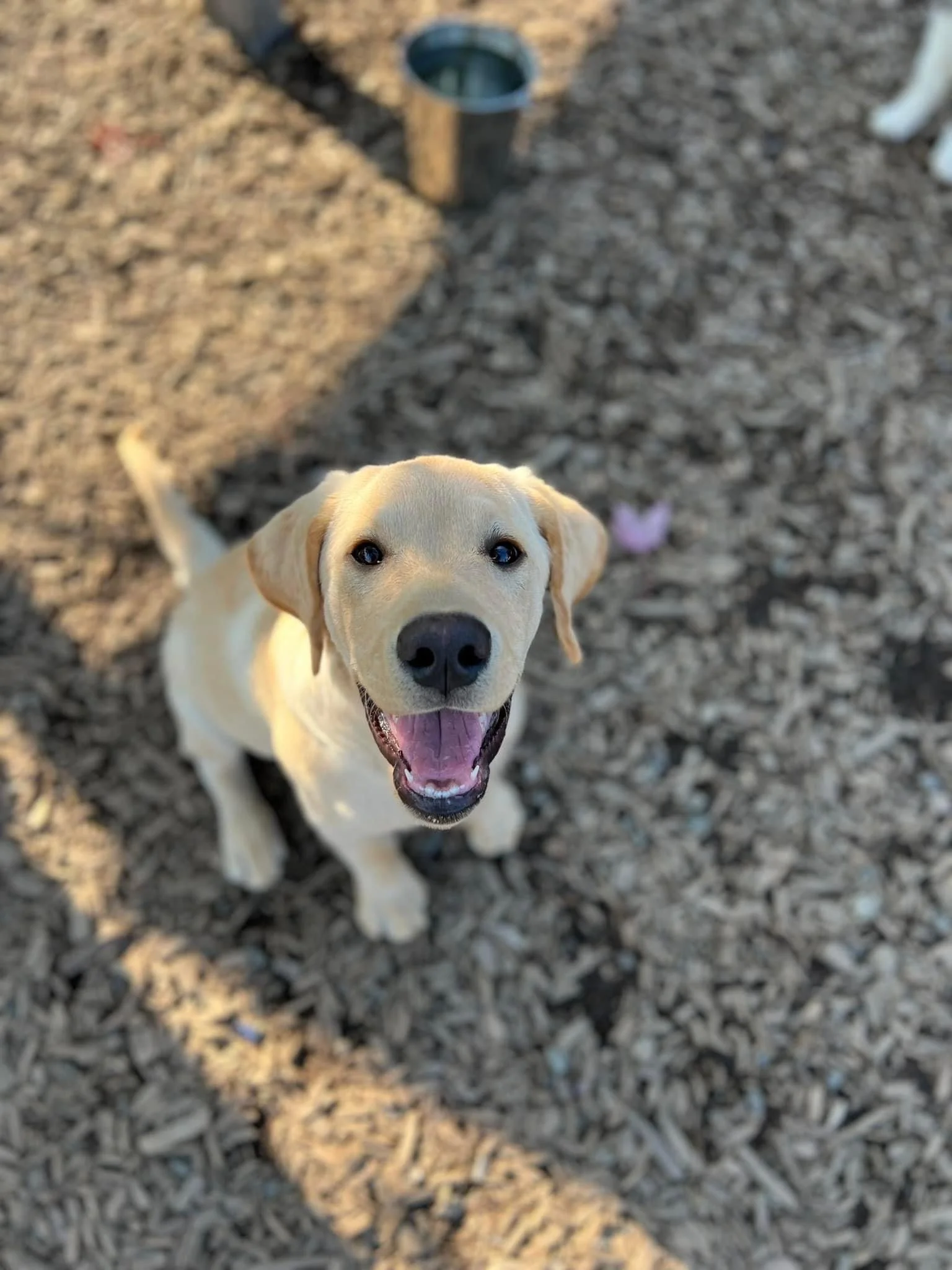 What Happens During Puppy Training in Tri-Cities Daycare