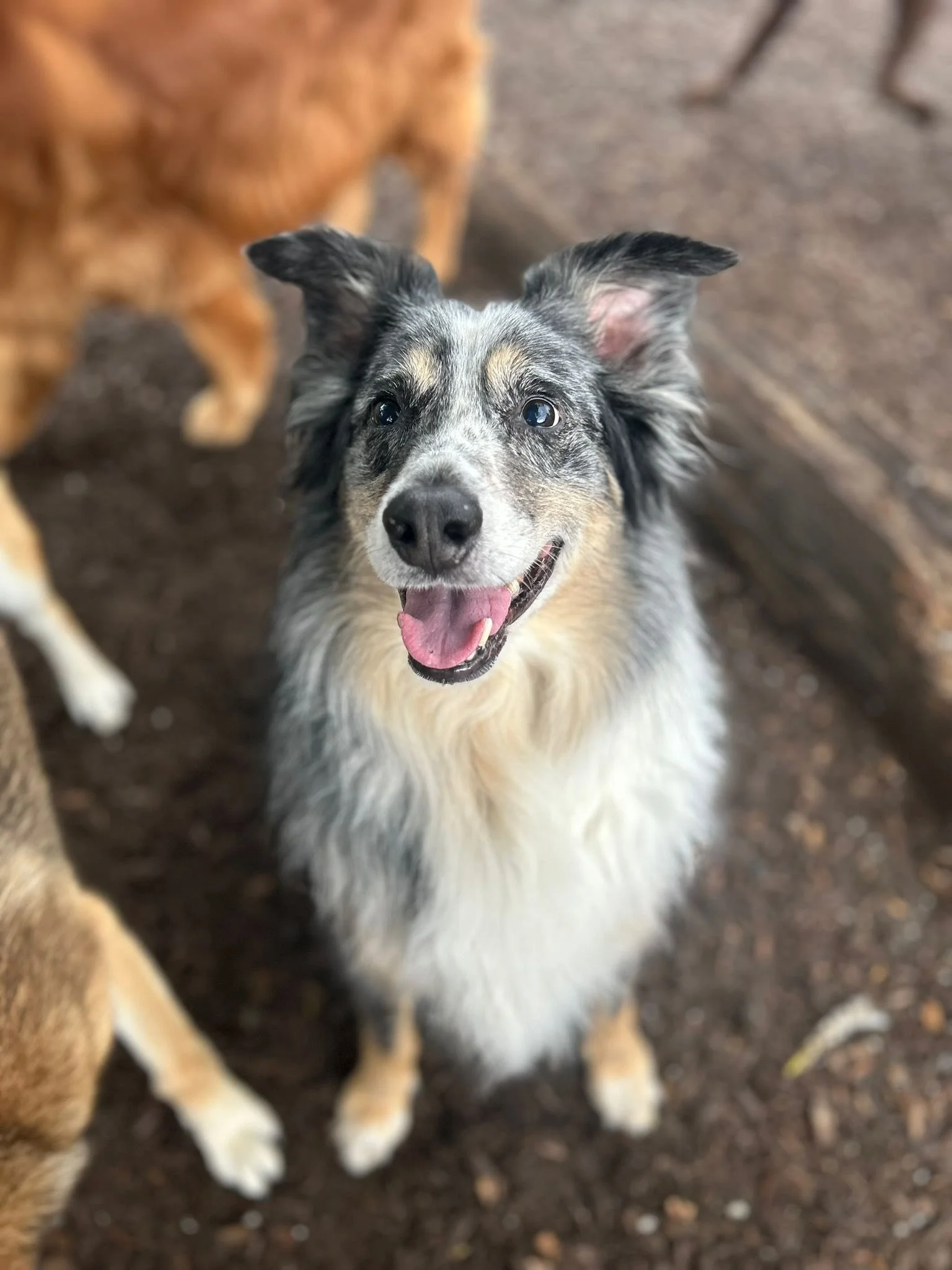 Port Coquitlam Dog Boarding: Packing List + Drop-Off/Pickup Routine