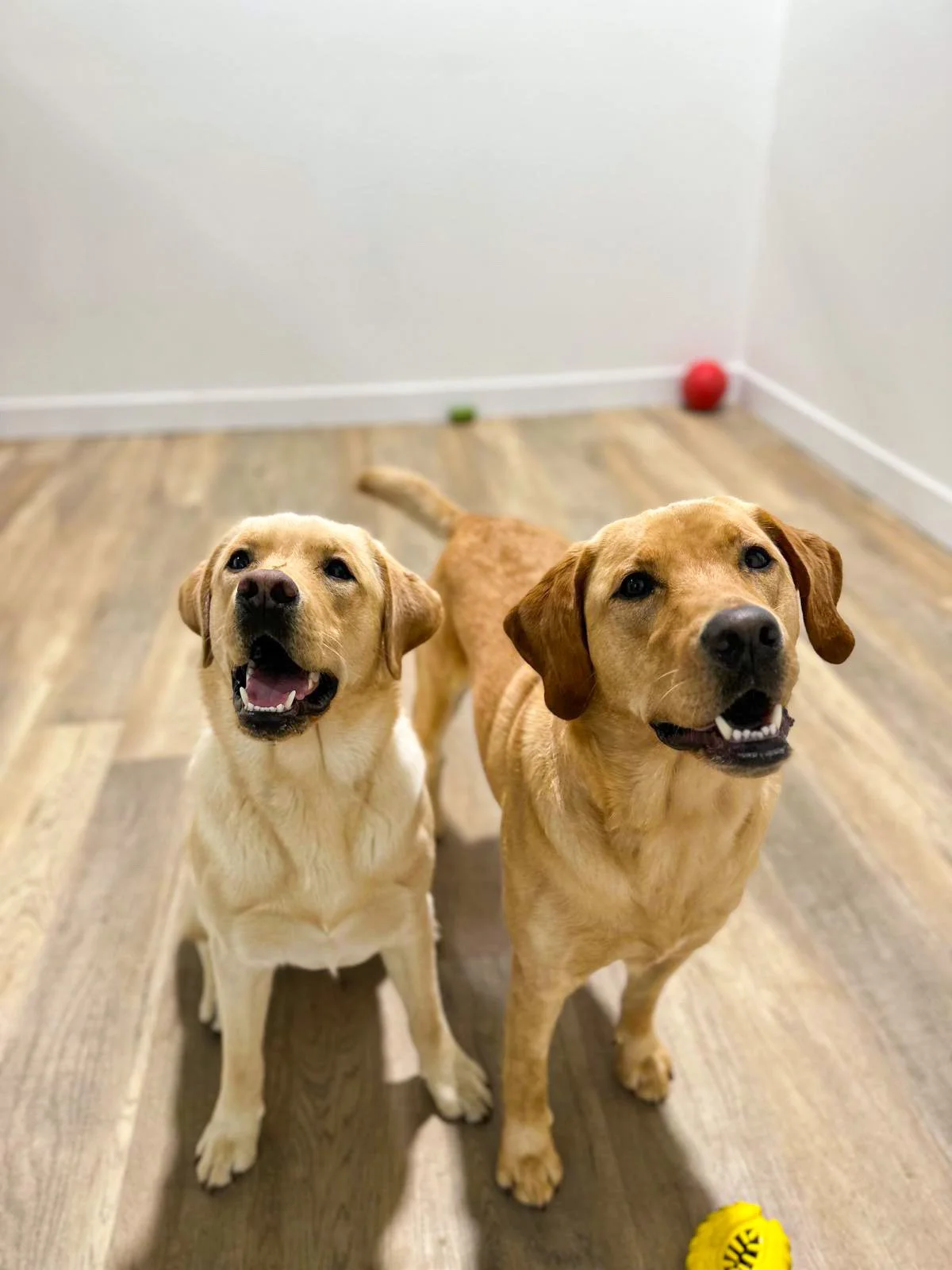 Board-and-Train vs. Regular Dog Boarding in Tri-Cities