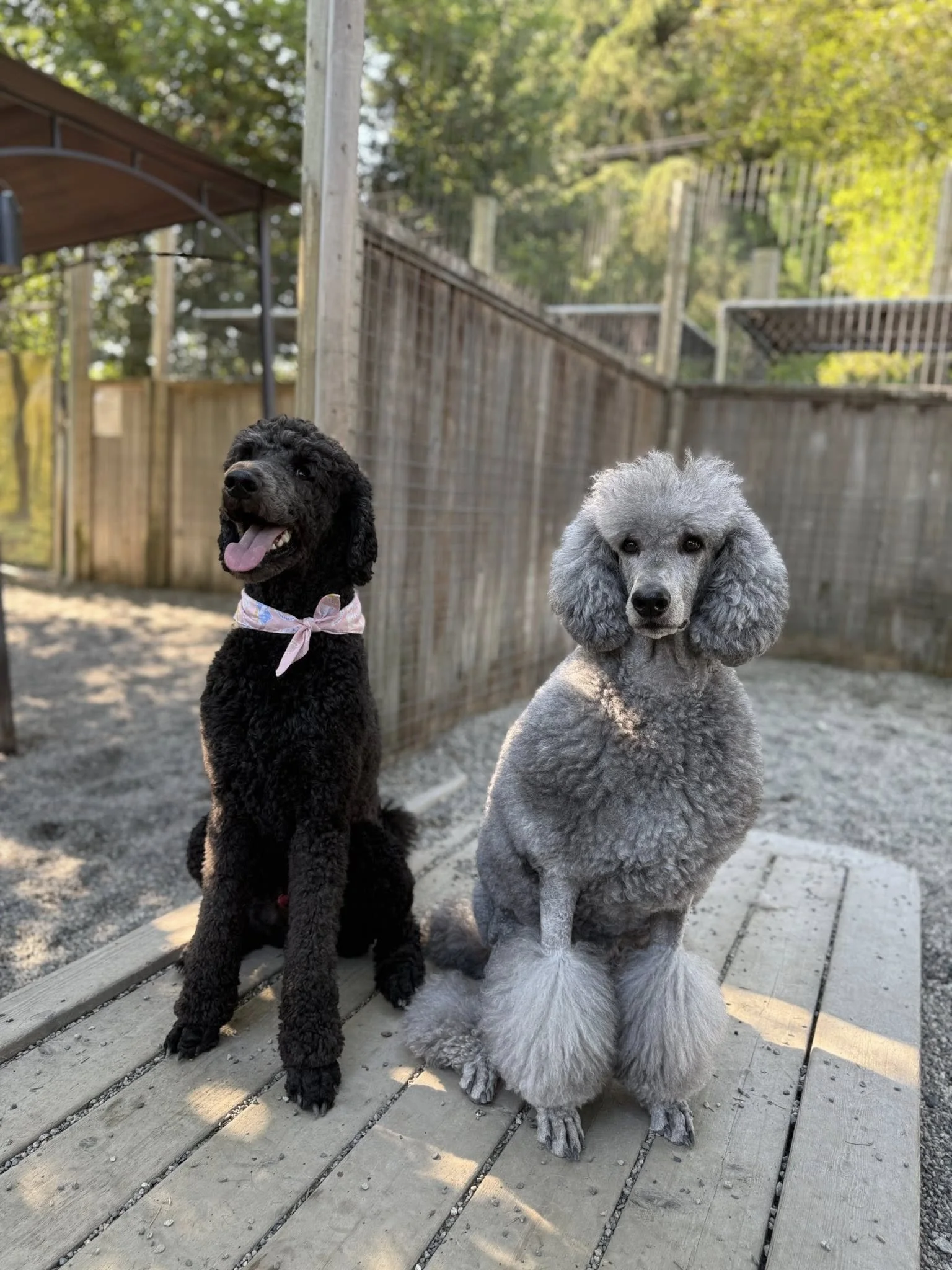 Vacation Dog Boarding in Port Coquitlam for Sensitive Dogs