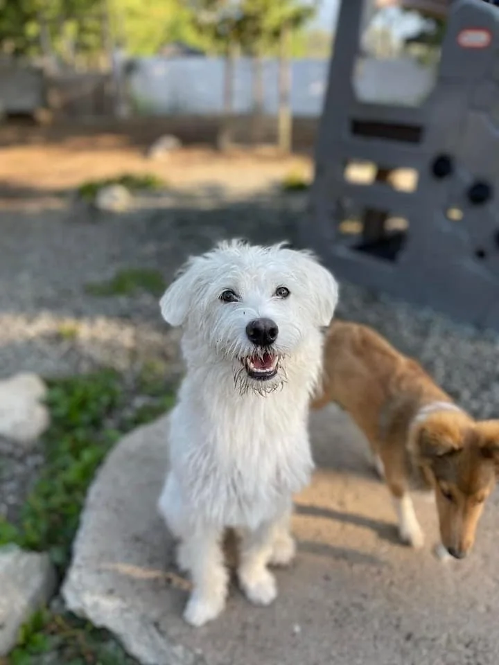 When Vacation Dog Boarding in Port Coquitlam Feels Like Home