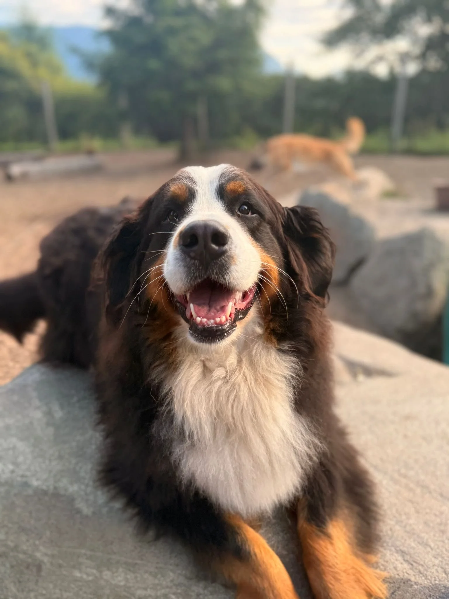 Booking Vacation Dog Boarding in Port Coquitlam at the Last Minute