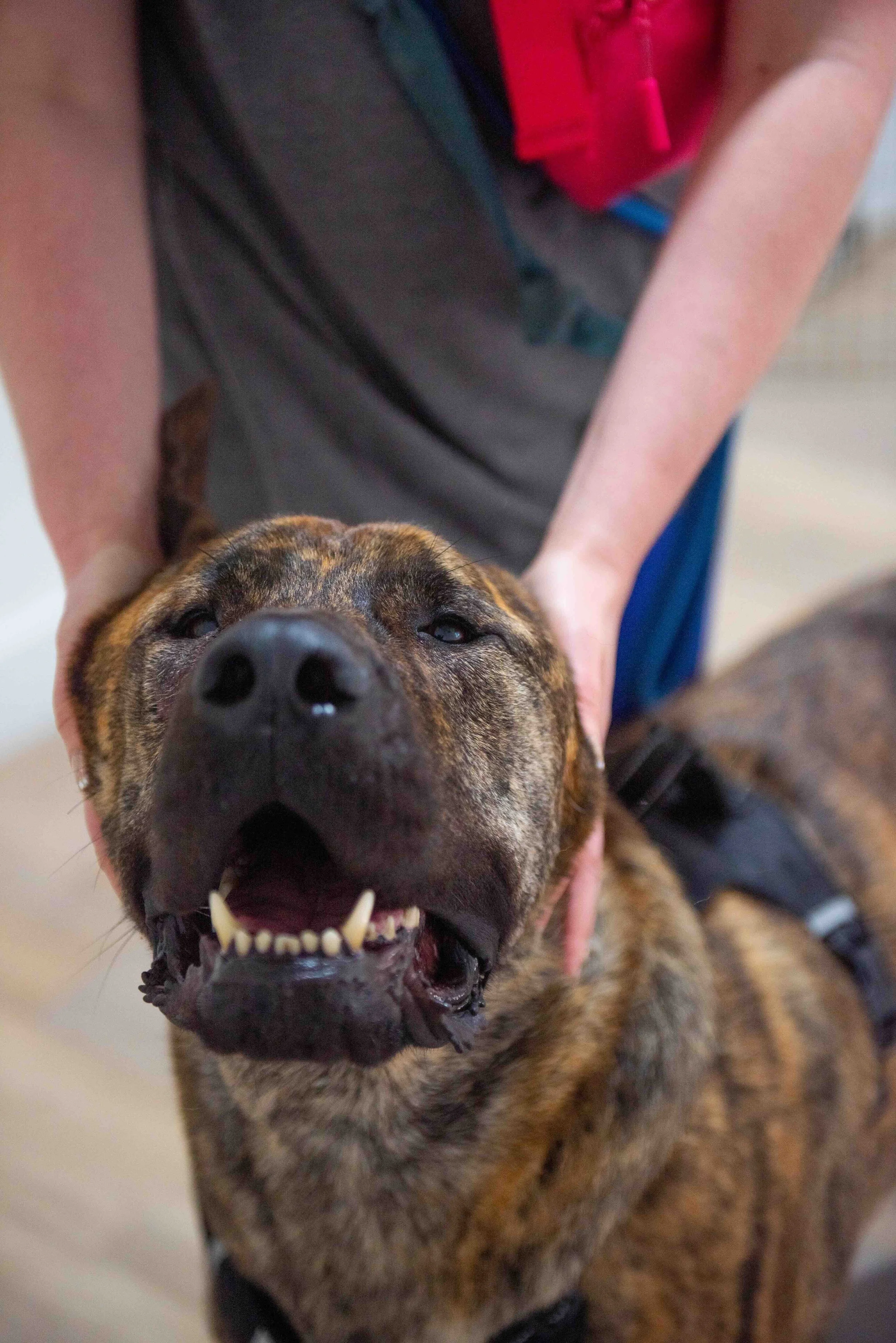 Beyond the Haircut: Dog Grooming Tri Cities for Active Fall Adventures