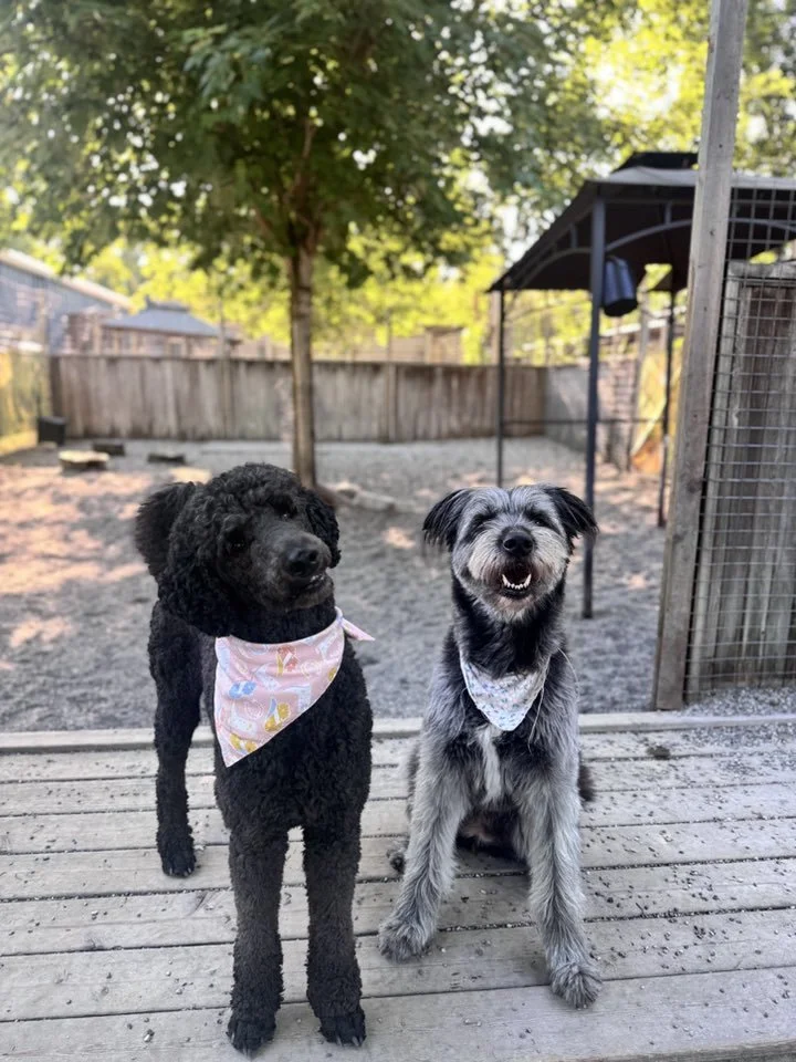 Preparing Reactive Dogs for Dog Daycare in Port Coquitlam