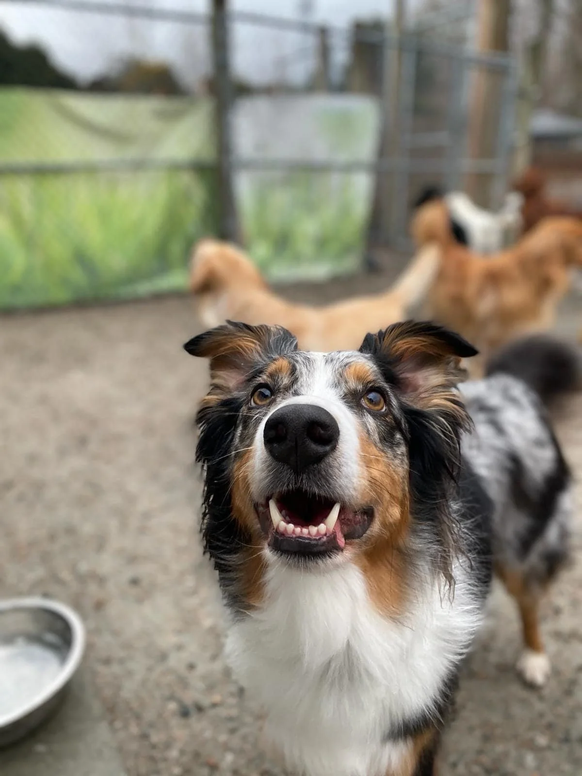 Choosing the Right Dog Boarding Length &amp; Routine in Port Coquitlam