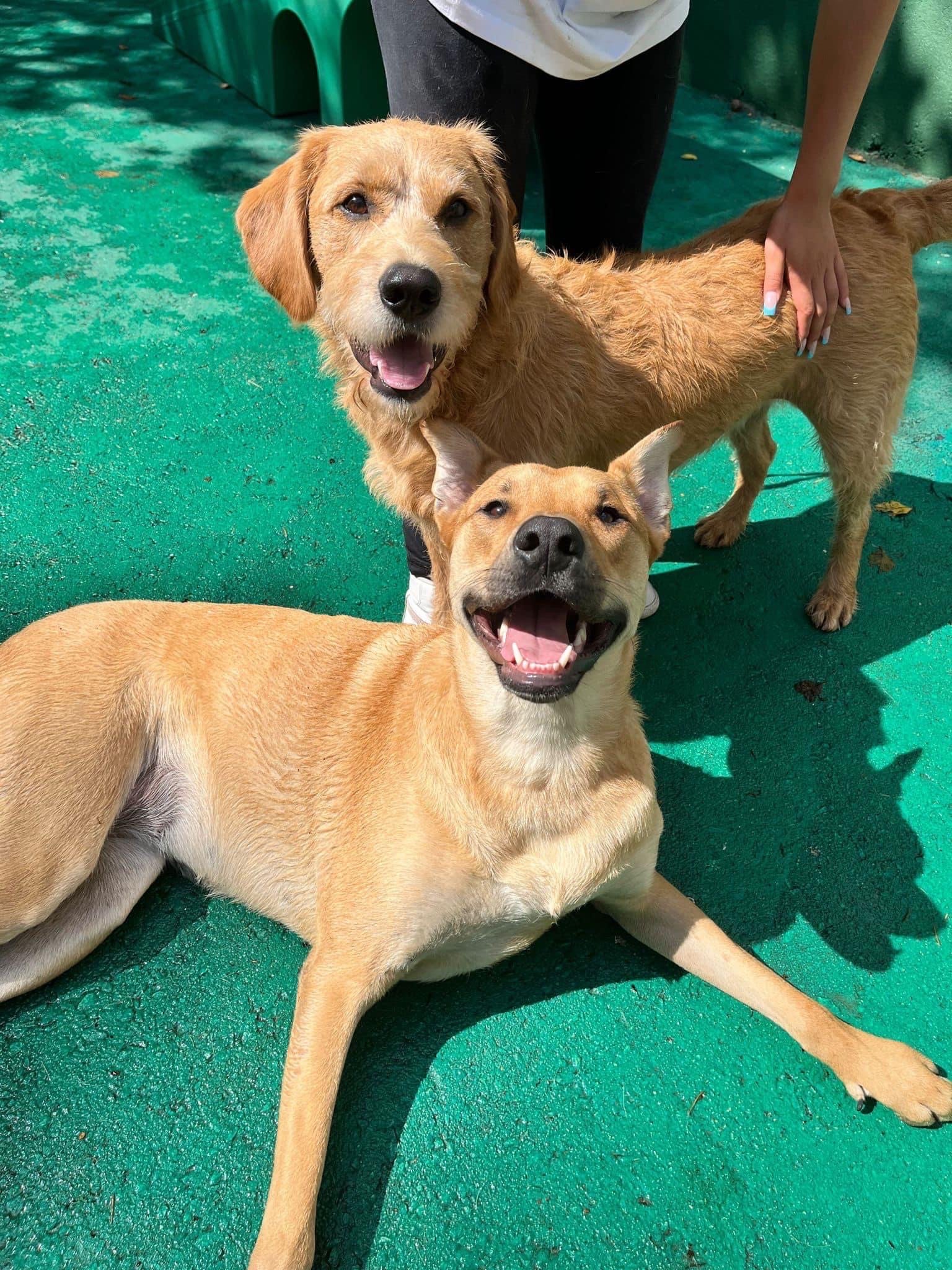What Dog Boarding in Vancouver, Canada Should Feel Like for Your Dog