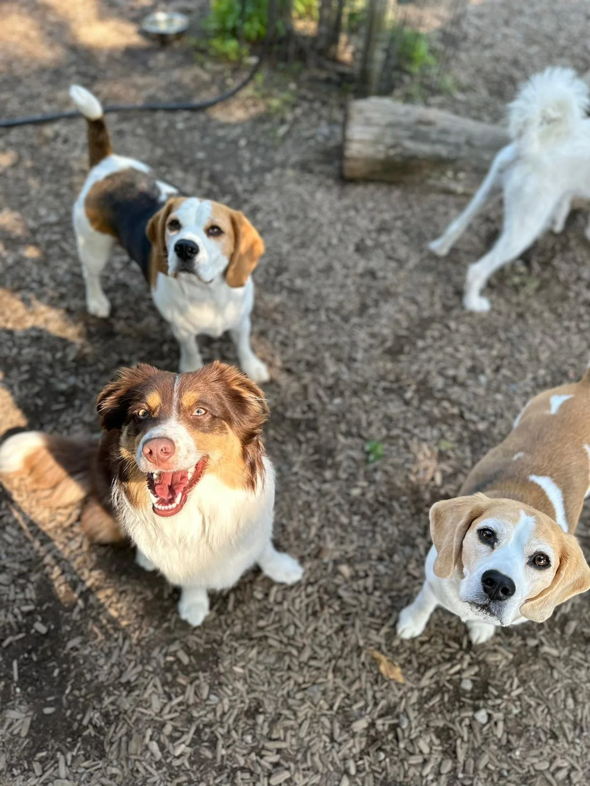Boarding a Puppy vs. Adult Dog in Port Coquitlam: What’s Different