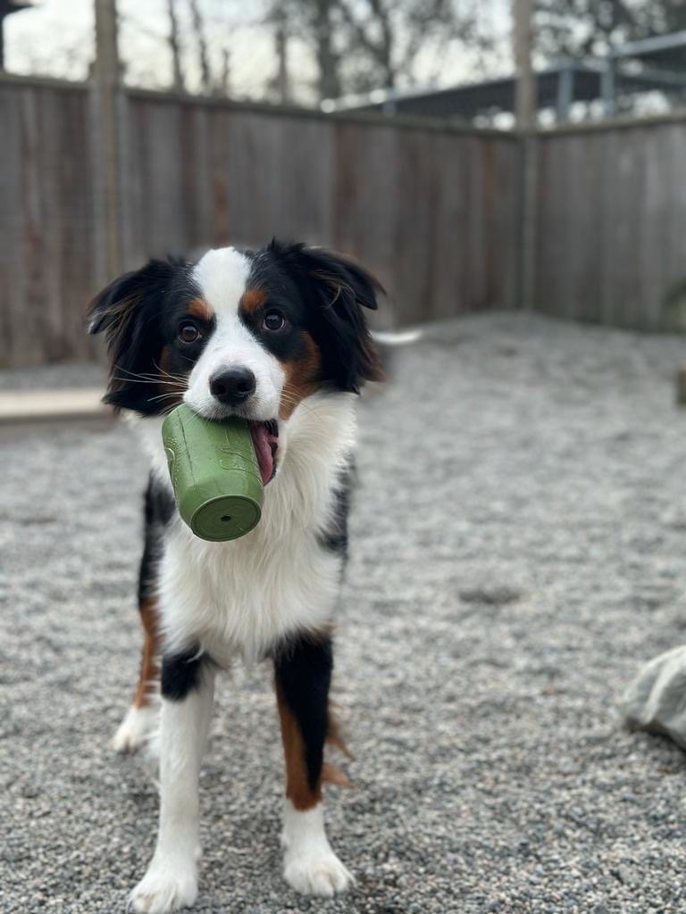 Preparing for Dog Boarding Vancouver Canada When You Have a Shy Pup