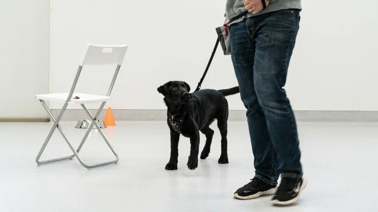 Certified dog trainer working with black Labrador at Good Dog Port Coquitlam