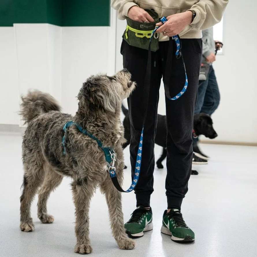 How To Leash Train A Reactive Dog at Grace Makin blog