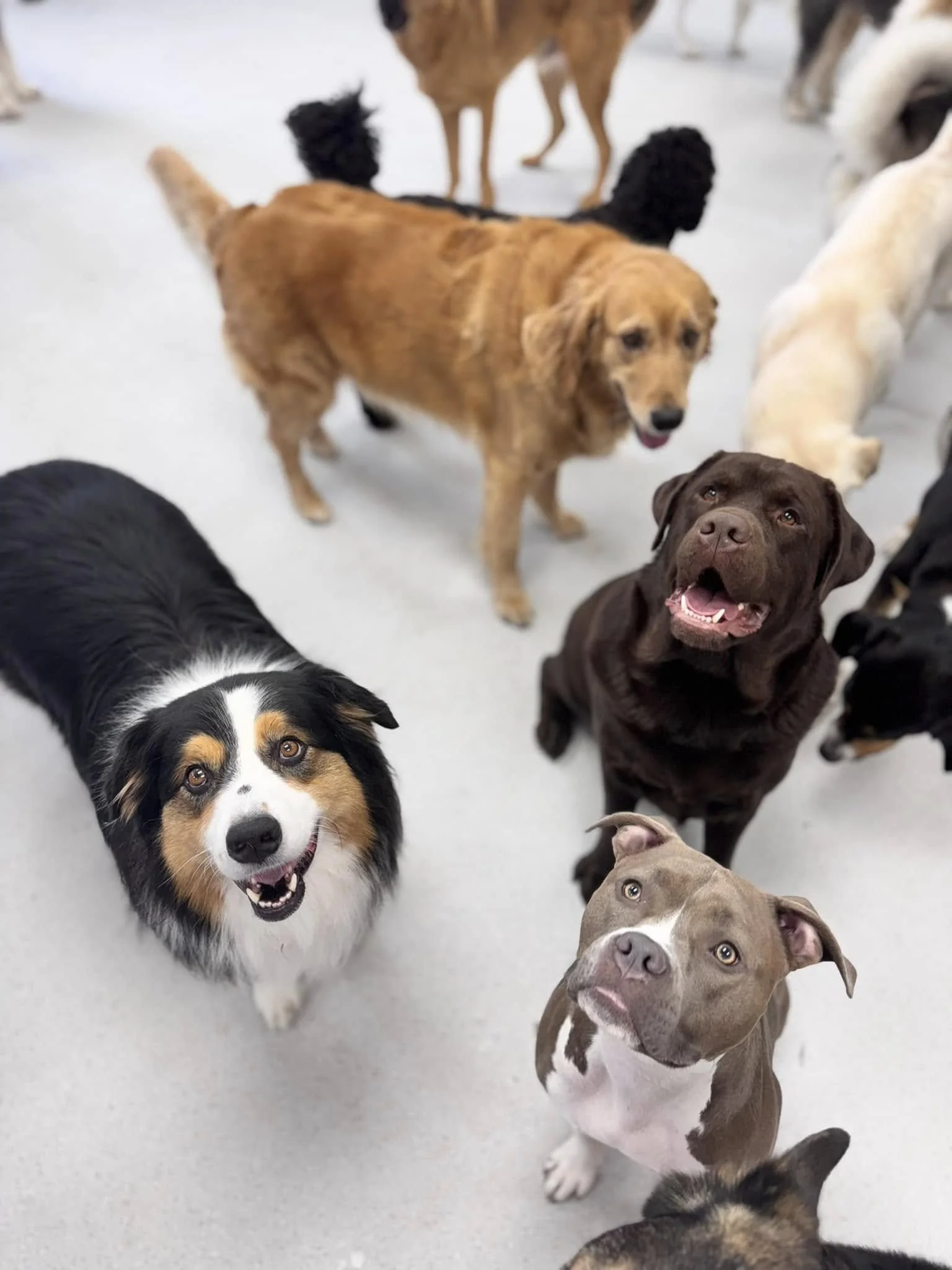 Happy dogs in boarding suites at Good Dog Port Coquitlam