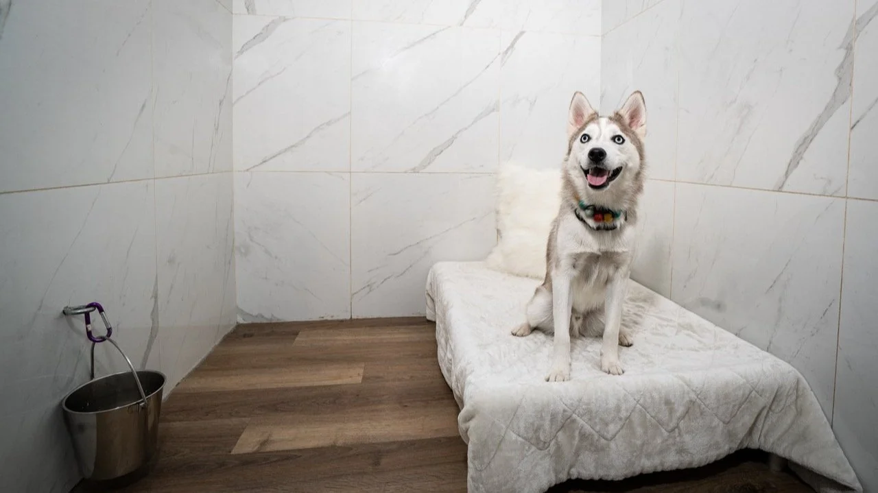 Husky relaxing in luxury boarding suite at Good Dog Tri-Cities