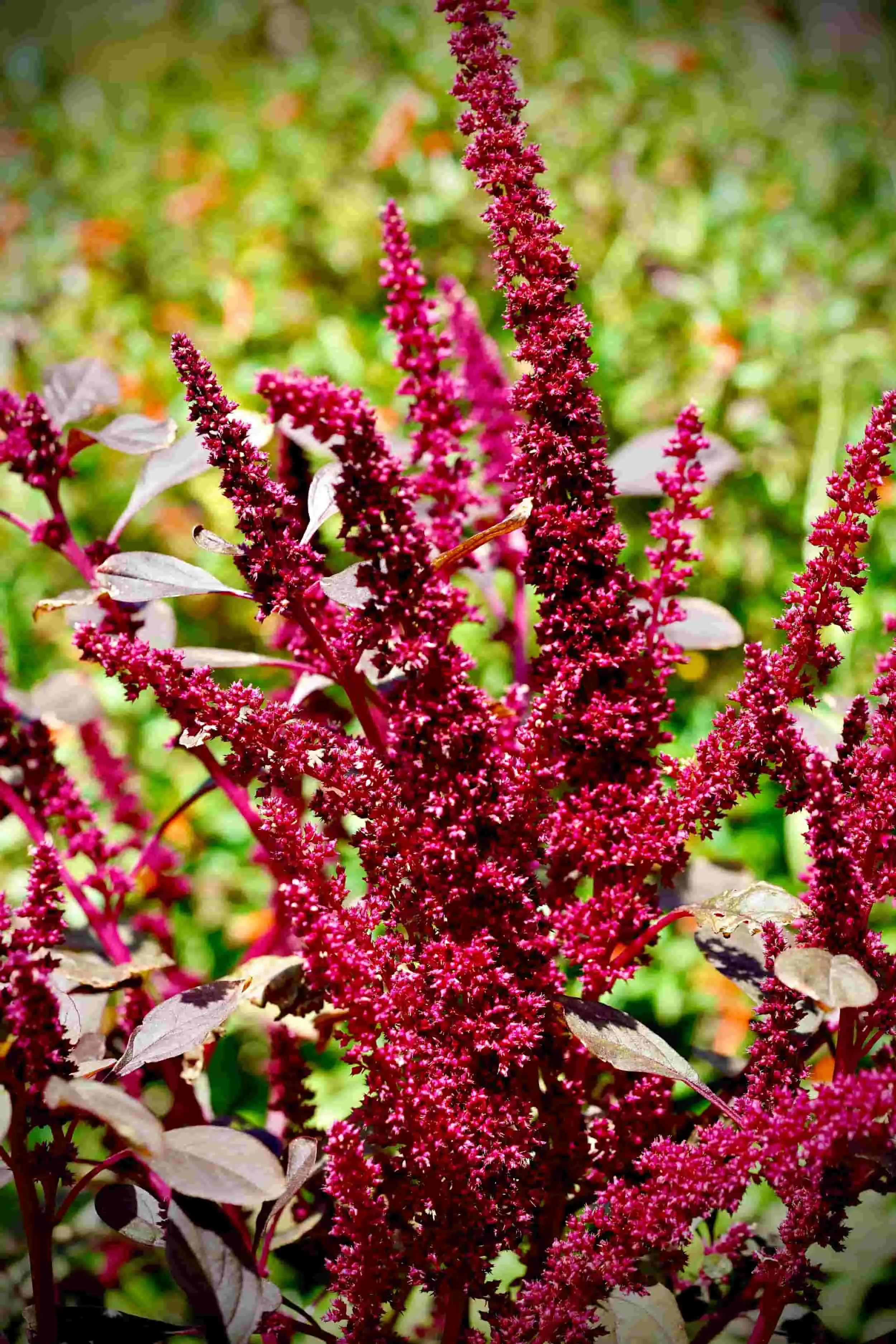 Red amarynth plant in full bloom.