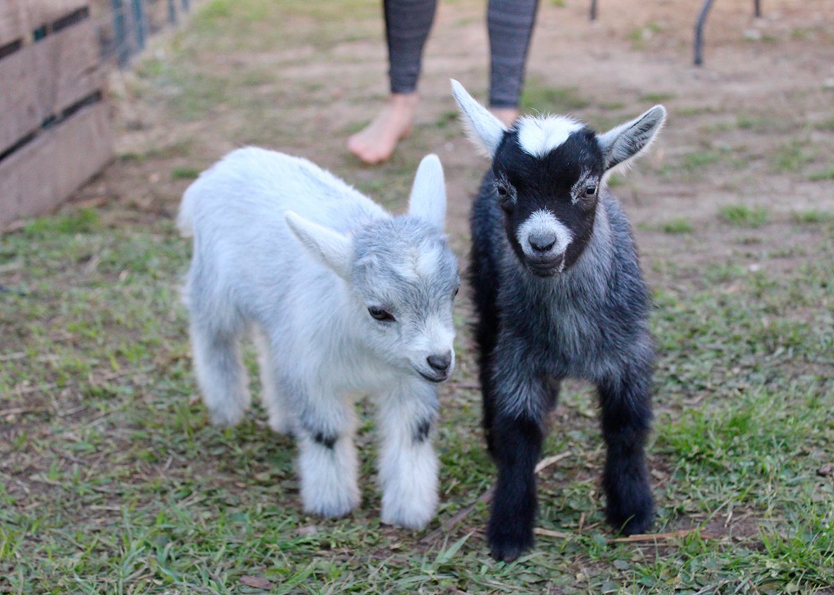 Two baby goats, one white and one black with white markings, standing on grass outdoors.