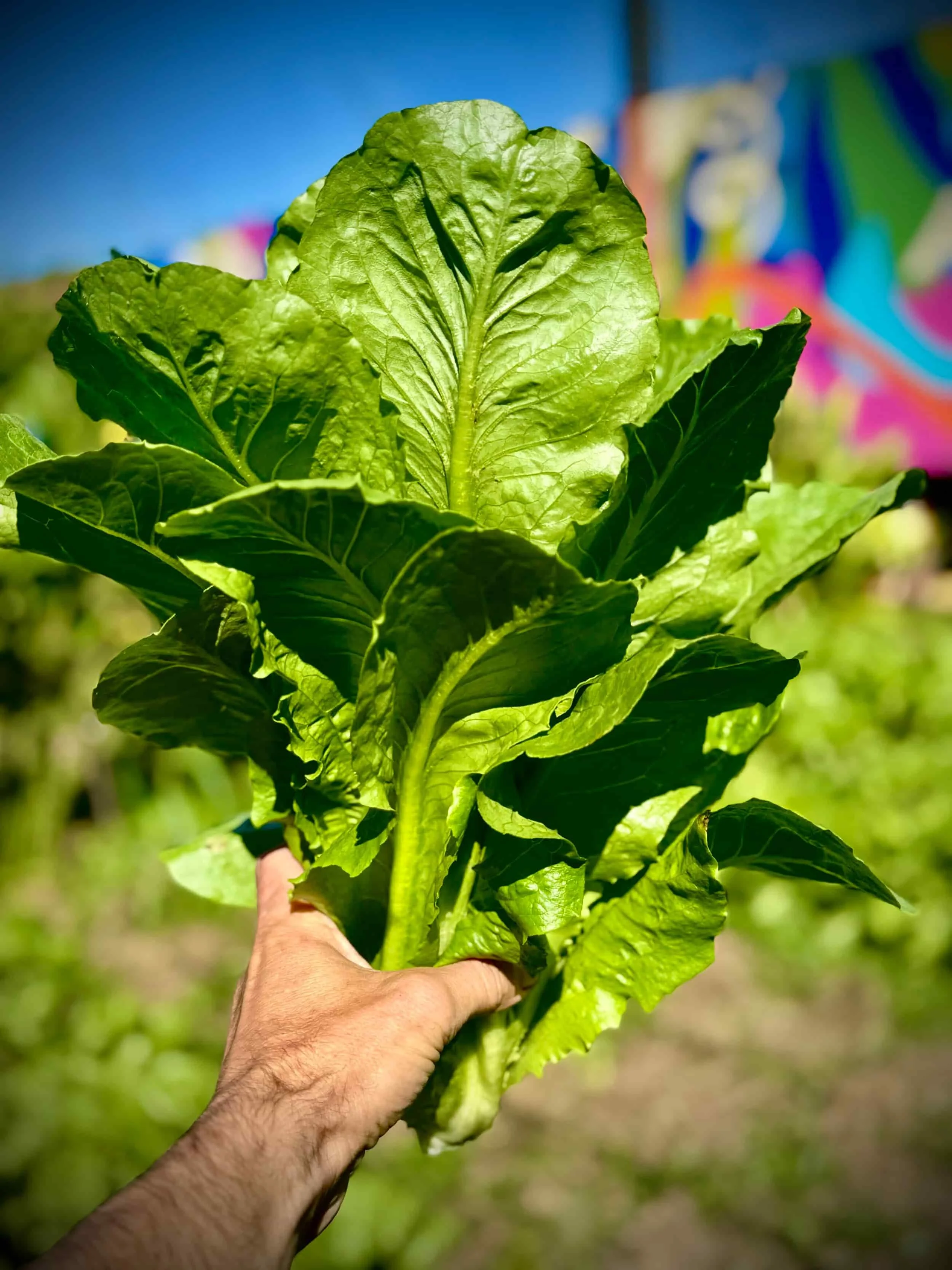 freshly harvested farm-to-table head of green lettuce