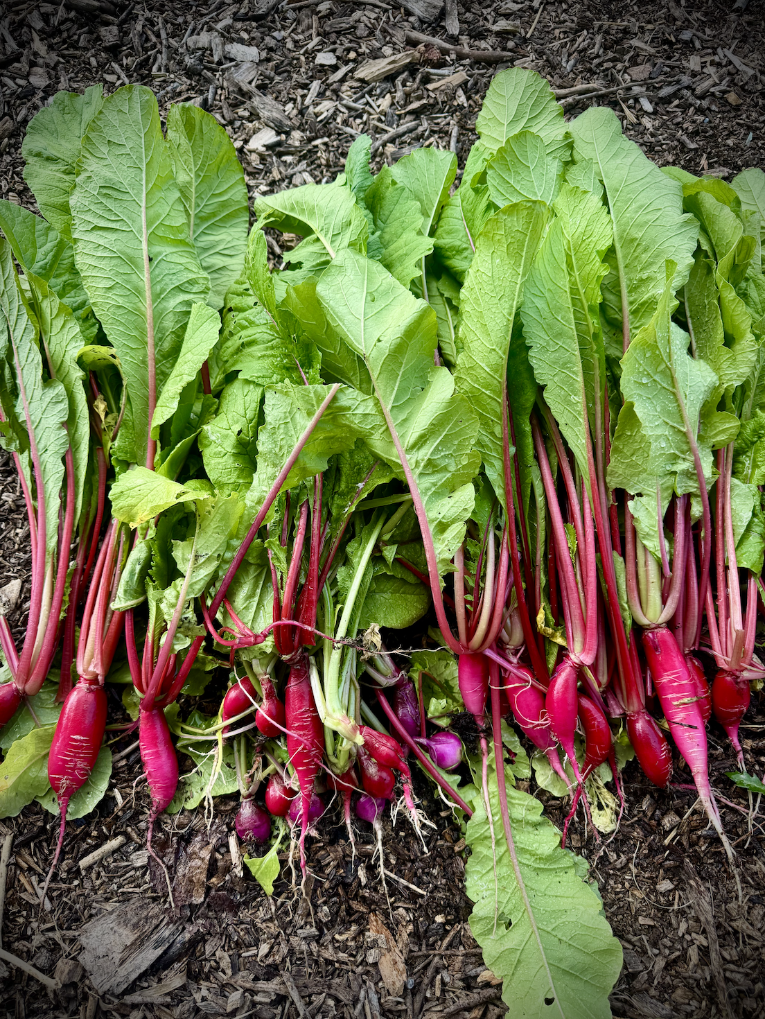 Freshly harvested bunch of red radishes with green leaves on soil.
