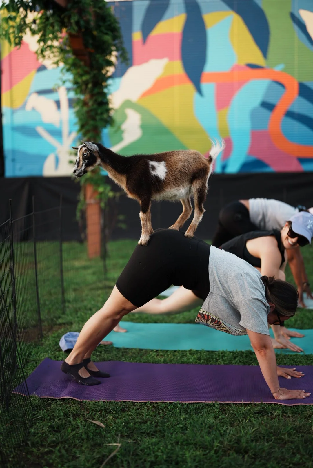 Baby goat on lady's back doing yoga
