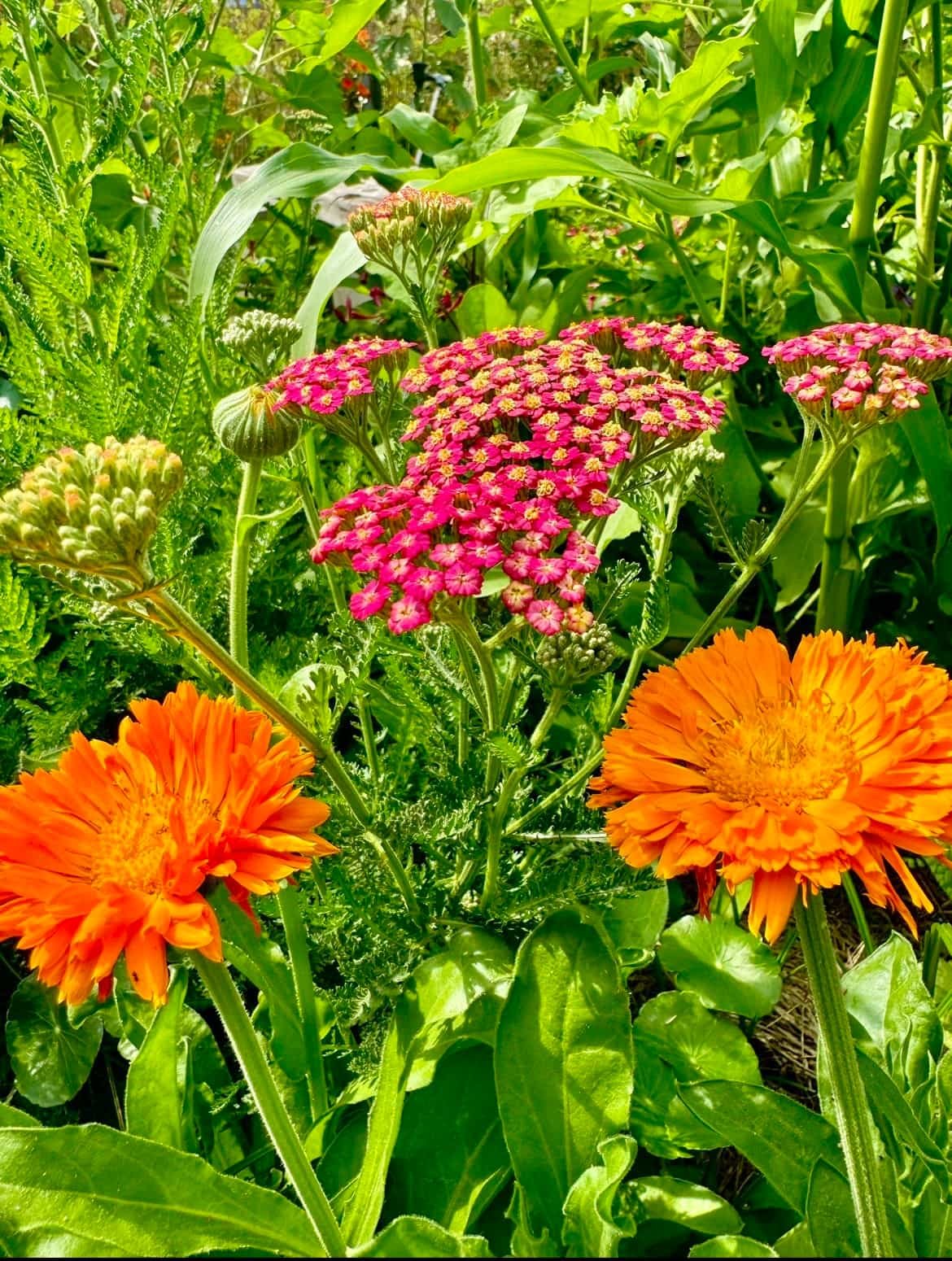 Orange calendula and milkweed in full bloom.