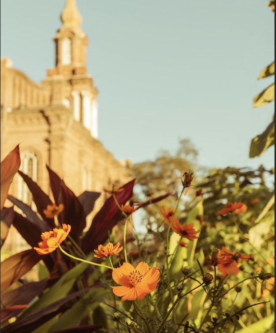 African Marigolds, seasonal flowers at Paradigm Gardens, an outdoor garden venue in New Orleans.