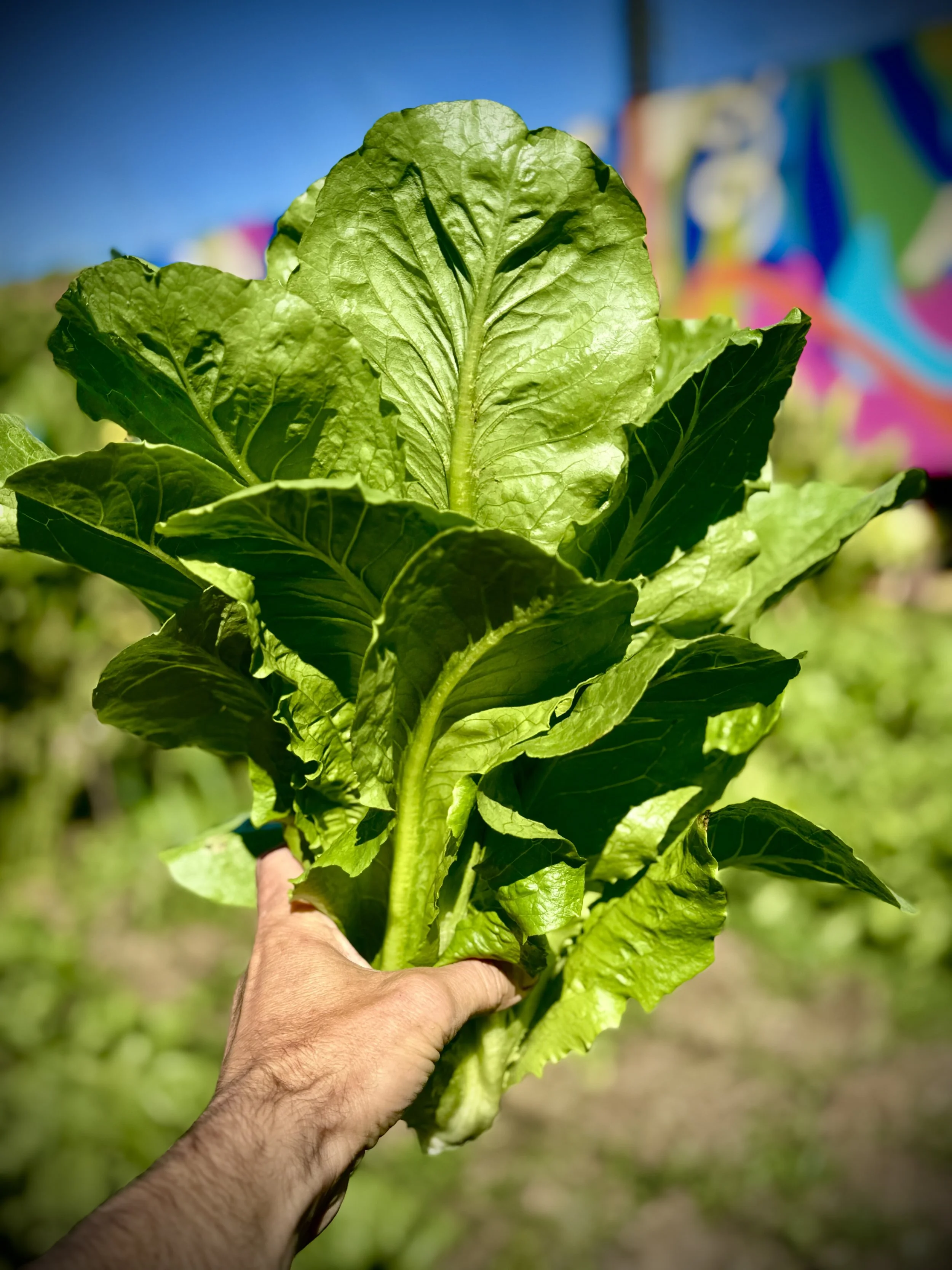 A person holding a bunch of fresh green lettuce leaves outdoors with a colorful mural in the background.