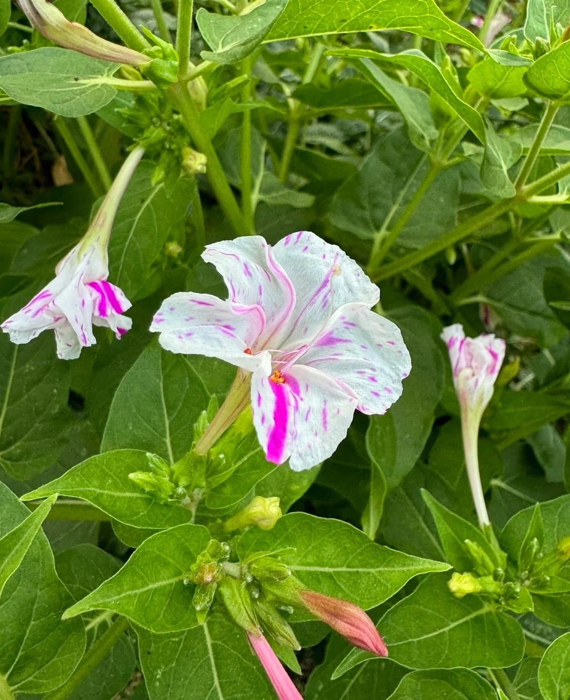 White and pink 4 O'clock flower in full bloom.