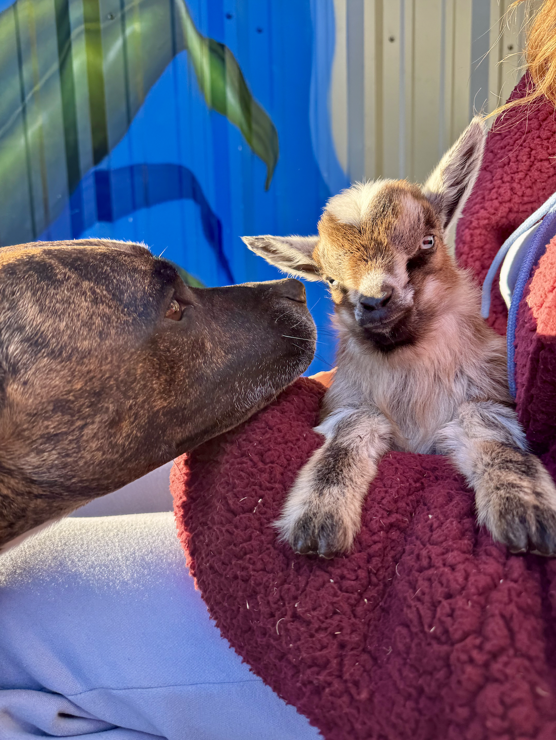 pitbull and baby pgymy goat at paradigm gardens new orleans wedding venue