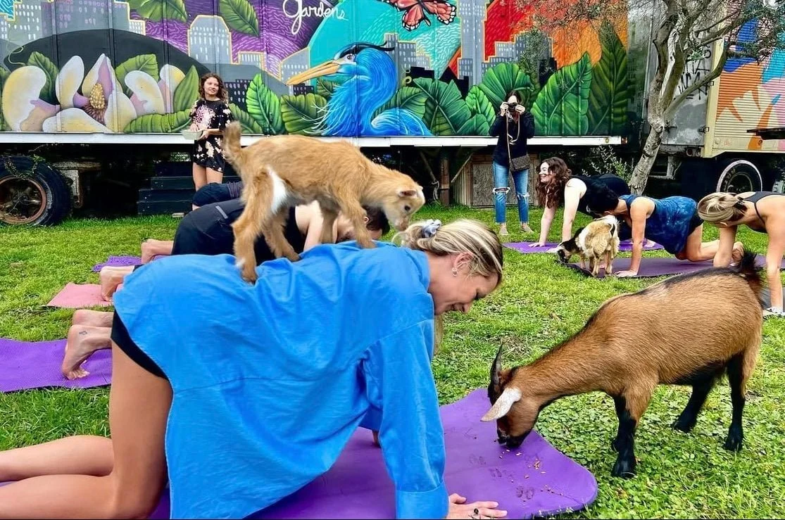 Goat yoga is a great option for bachelorette parties in NOLA!