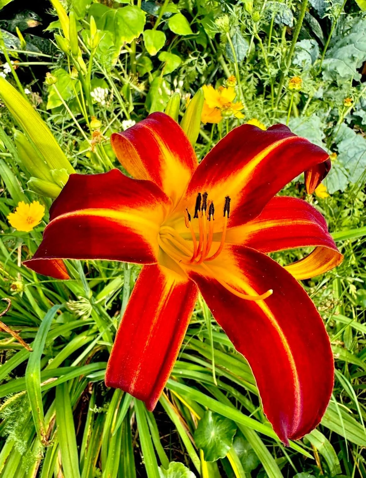 Striking red and yellow Tiger Lilly in full bloom.