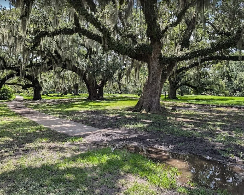 Live oak trees at City Park.