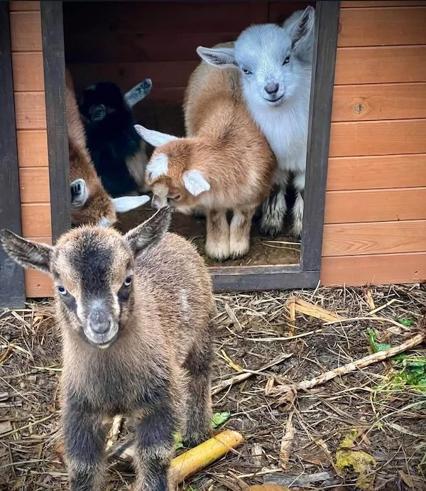Five adorable fluffy baby pygmy goats at Paradigm Gardens