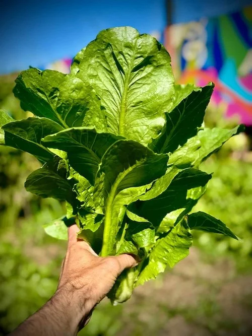 freshly harvested farm-to-table head of green lettuce