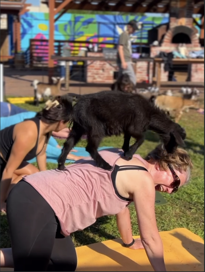 Goat yoga at Paradigm Gardens in New Orleans is a great bachelorette party activity.