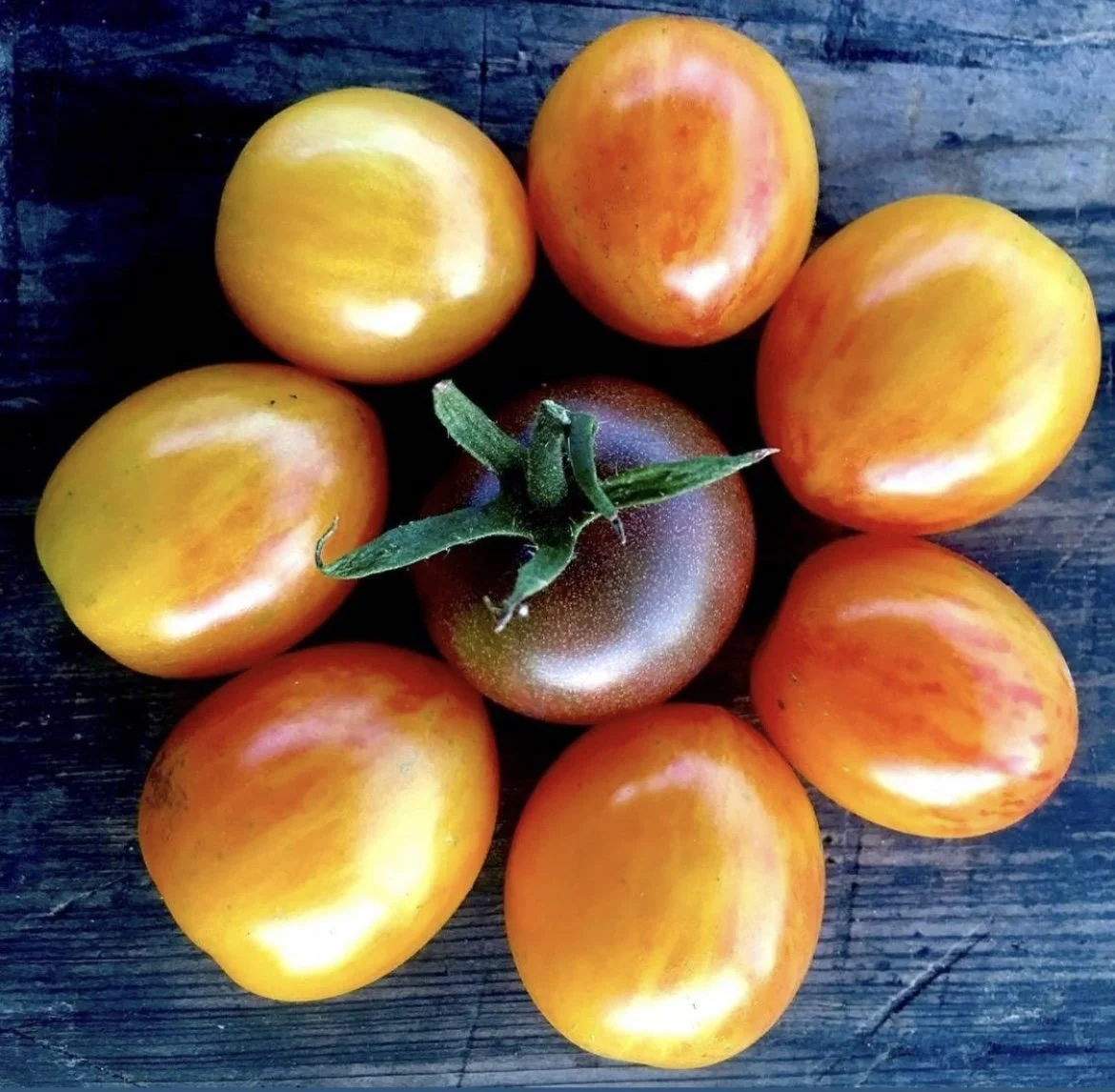 Freshly harvested tomatoes for a farm-to-fork experience at Paradigm Gardens