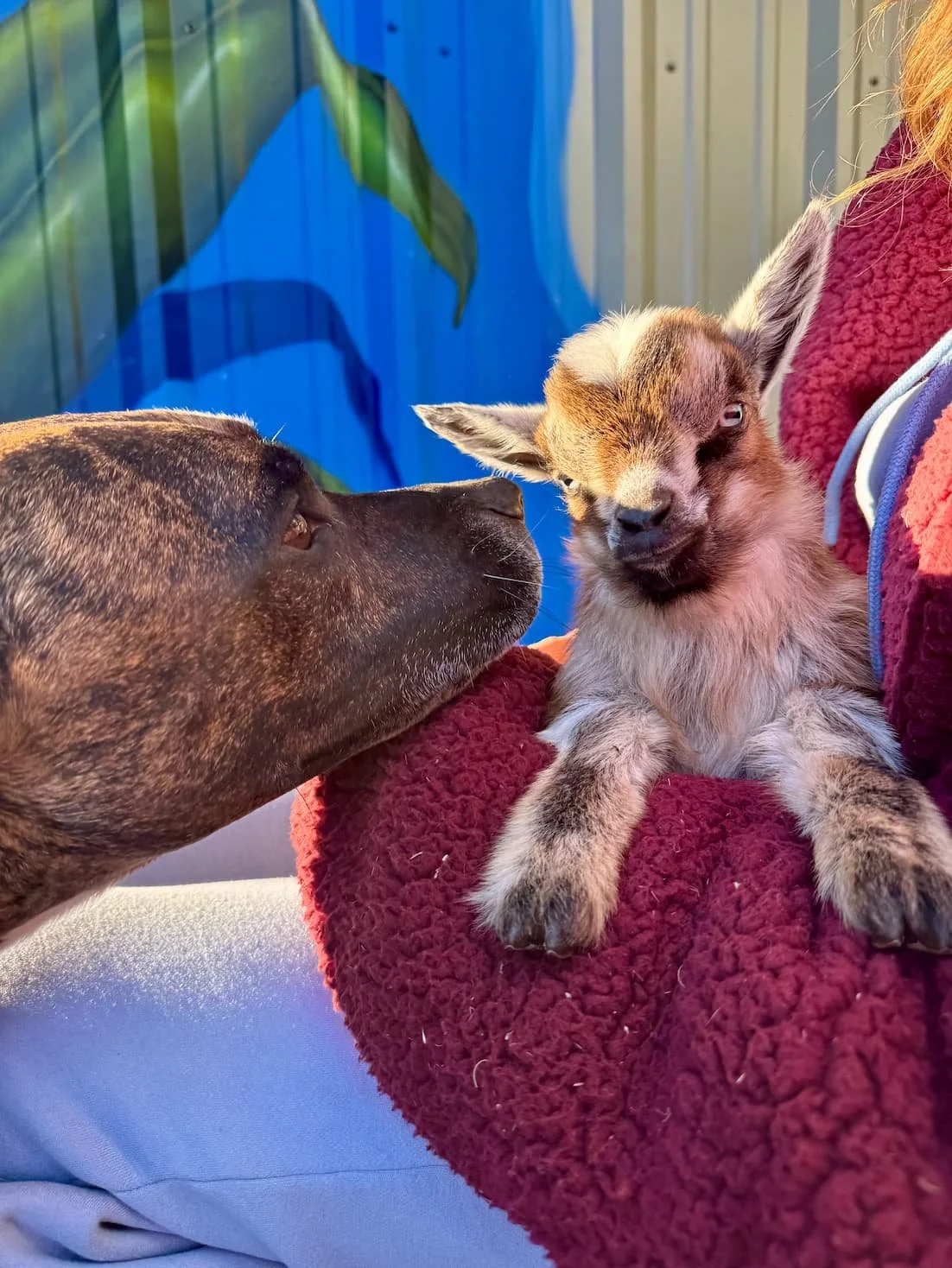 Pitbull and baby pgymy goat at paradigm gardens new orleans wedding venue